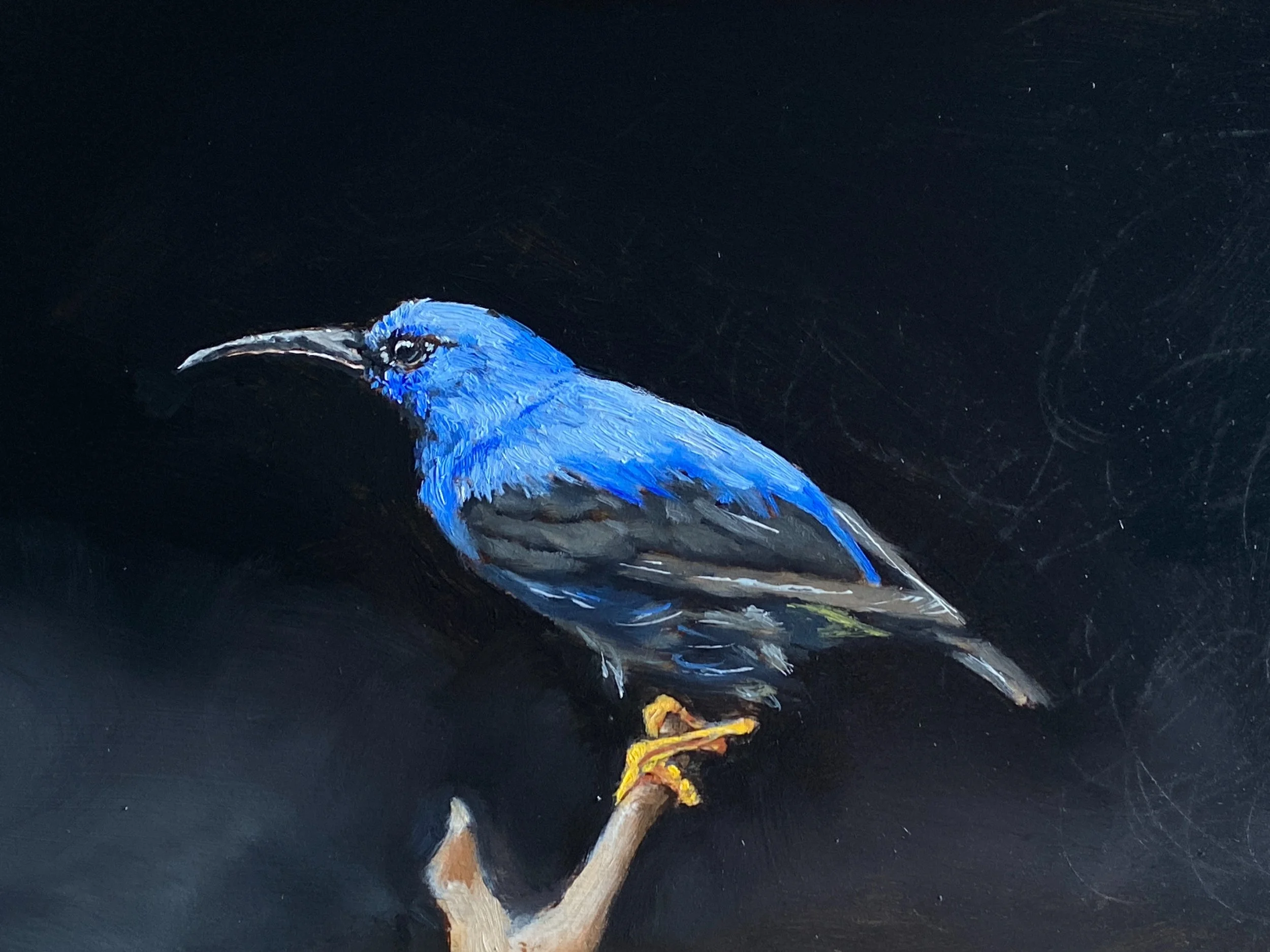 Purple honeycreeper, oil on wood panel, 20 x 30 cm
