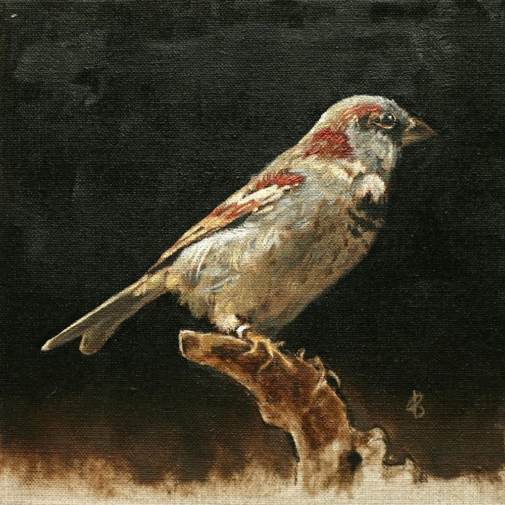 House sparrow, Scottish wildlife, classical painting, oil on linen by Louise Brown