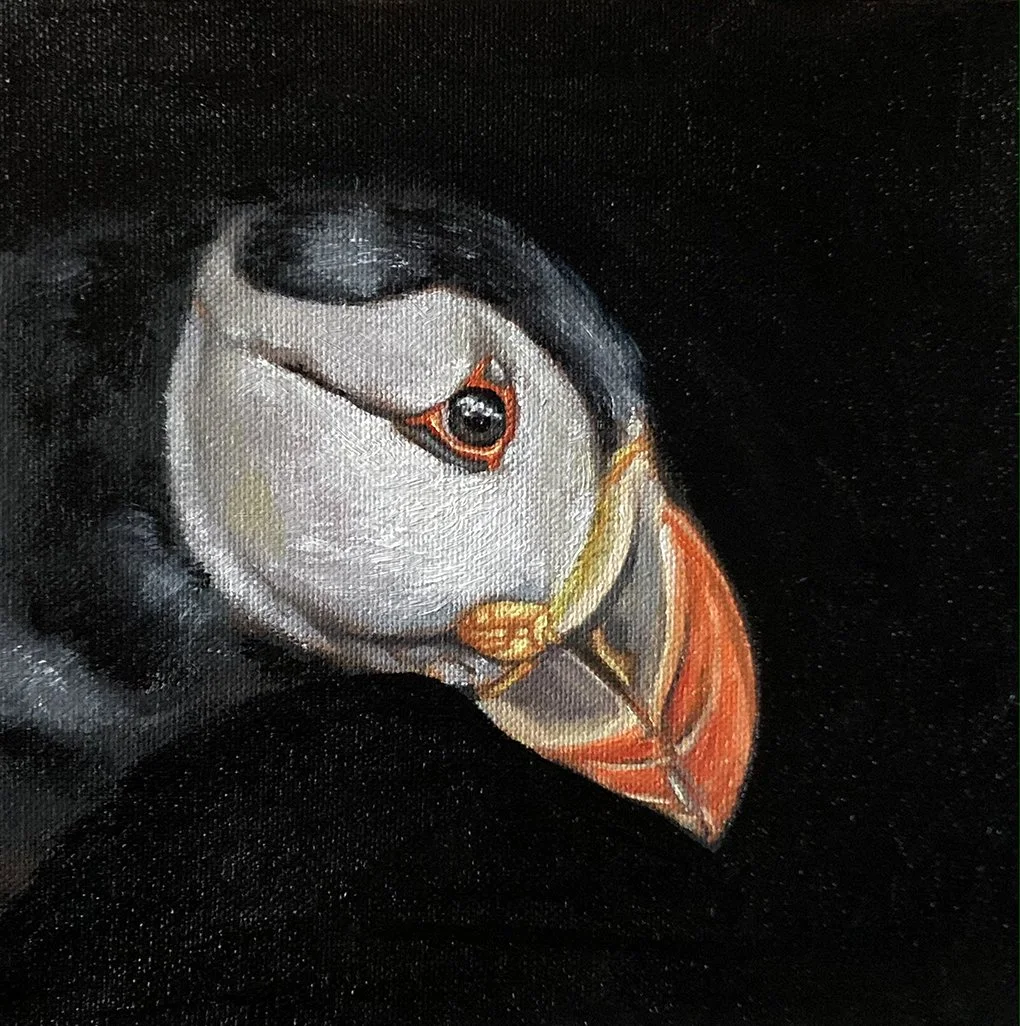 Portrait of Puffin, Scottish wildlife painting, oil on canvas by Louise Brown