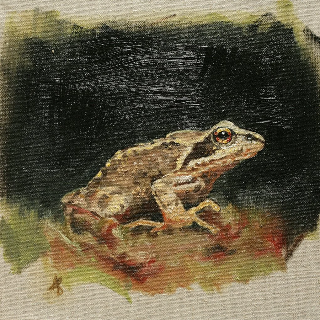 Portrait of Common frog, Scottish Wildlife, oil on linen, by Louise Brown