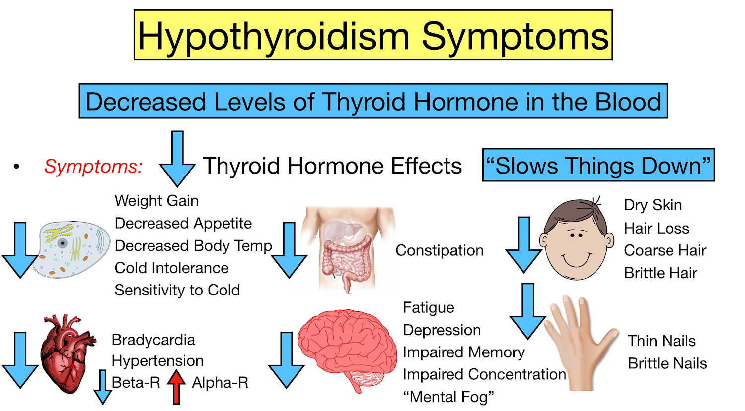 Hyperthyroidism vs Hypothyroidism Symptoms: Thyroid Disease Chart and  Thyroid Hormone Function — EZmed