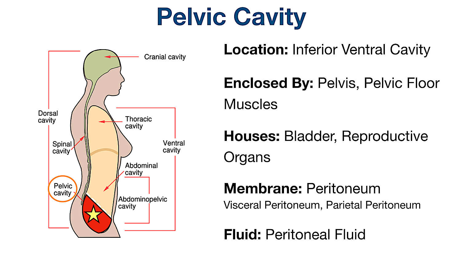 Body Cavities Labeled: Organs, Membranes, Definitions, Diagram