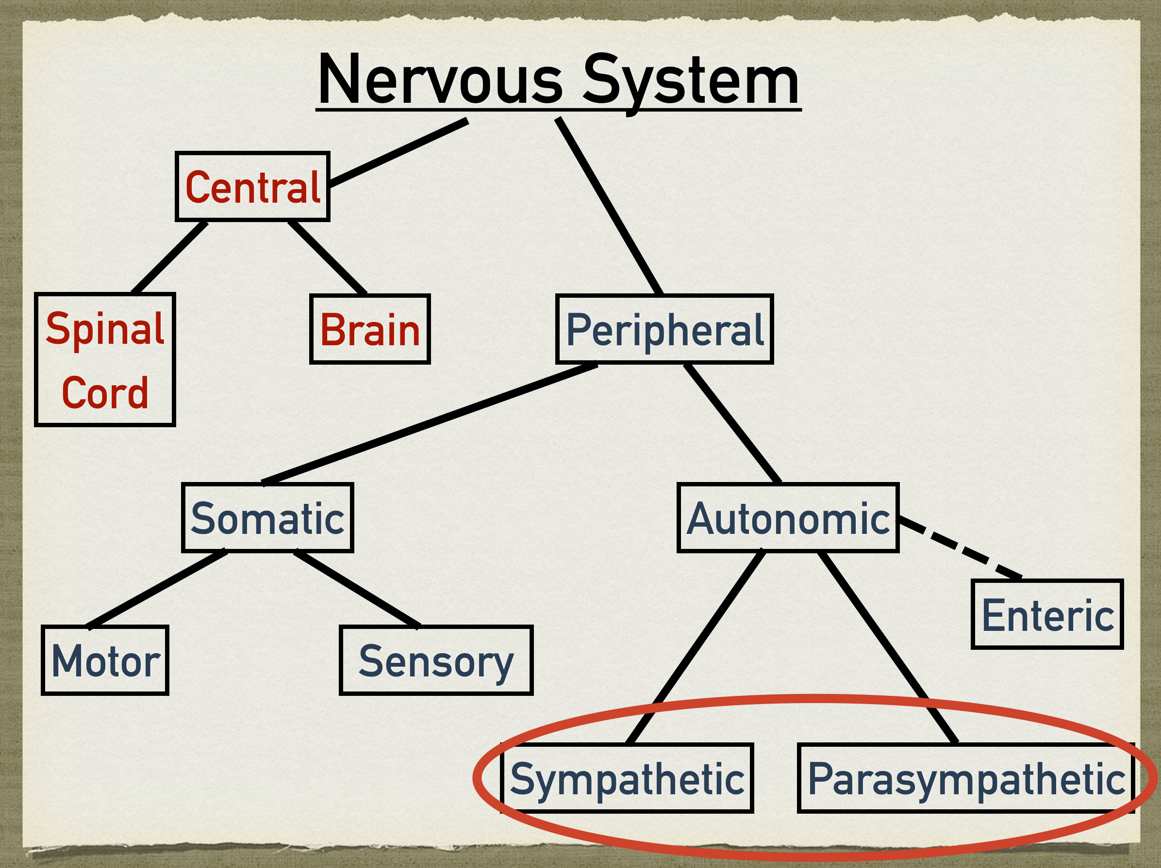 Autonomic Nervous System: Sympathetic and Parasympathetic Response,  Function, and Definition — EZmed