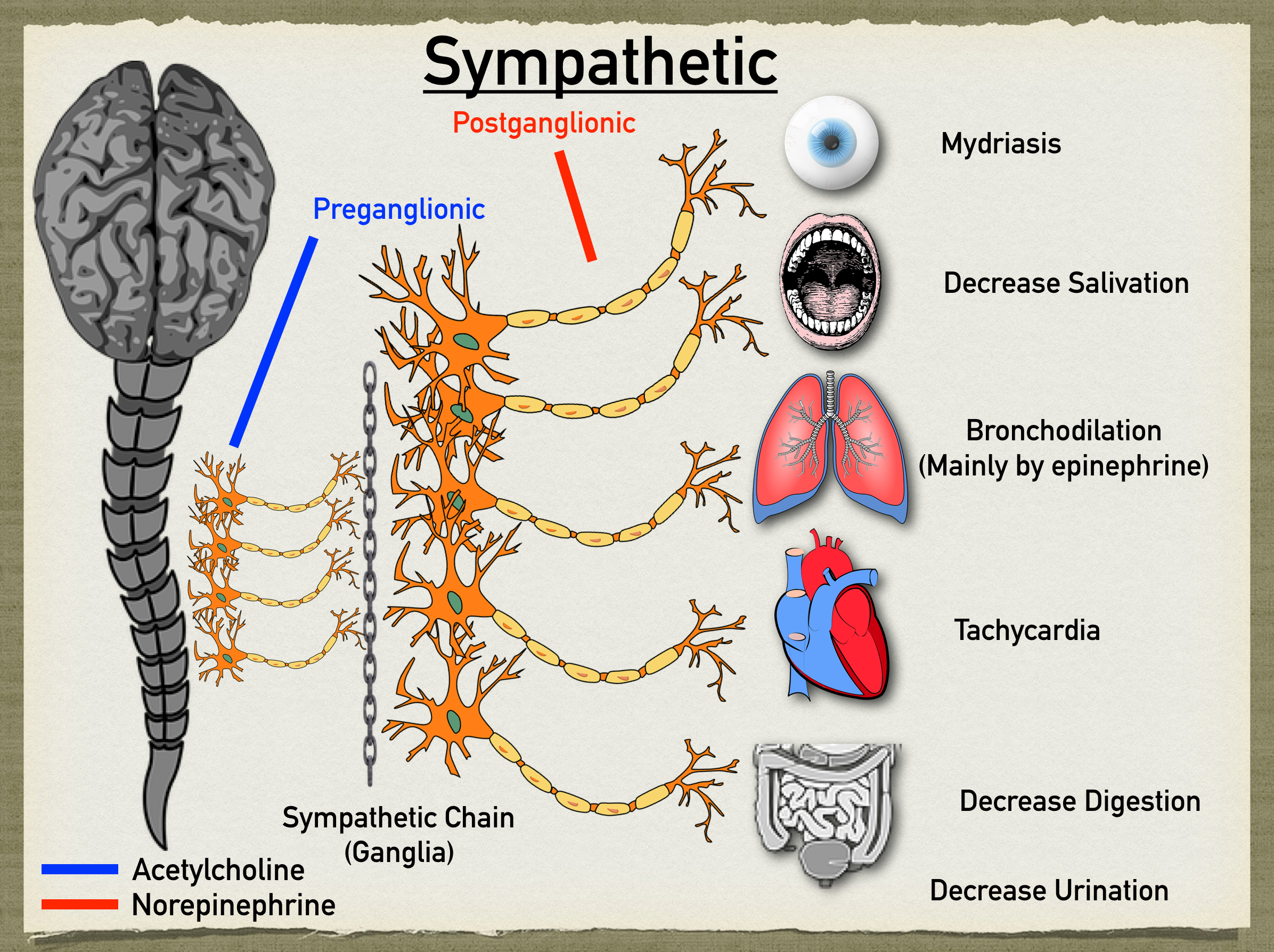 Autonomic Nervous System: Sympathetic and Parasympathetic Response,  Function, and Definition — EZmed