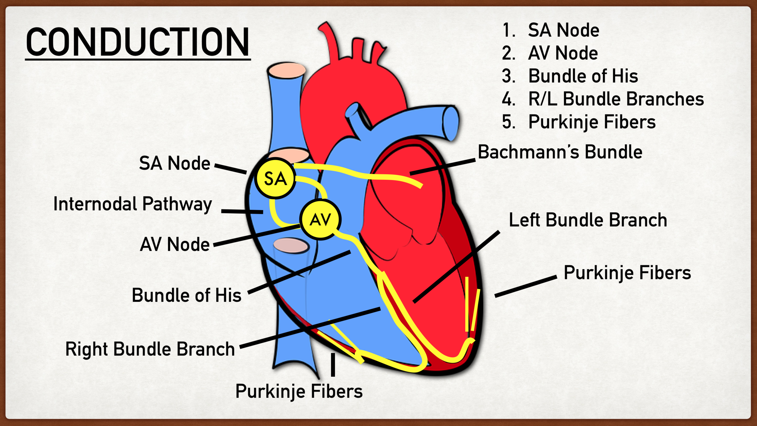 Conducting System of the Heart - Bundle of His - SA Node - TeachMeAnatomy