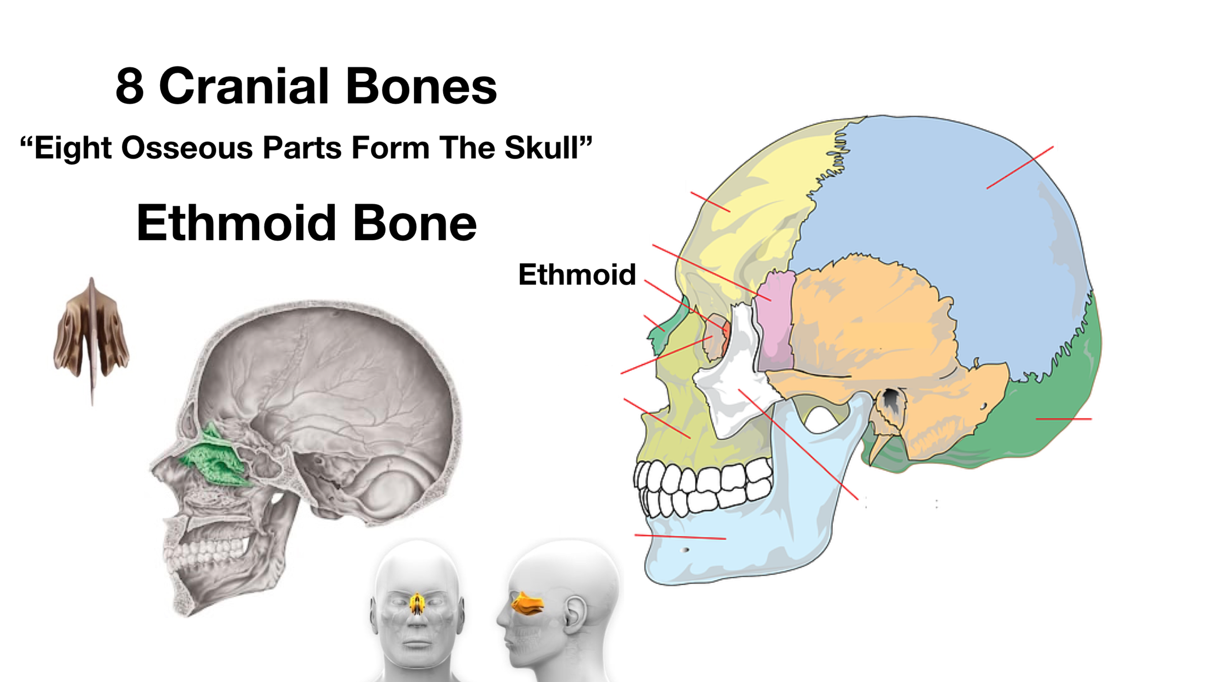 The skull bones anterior view