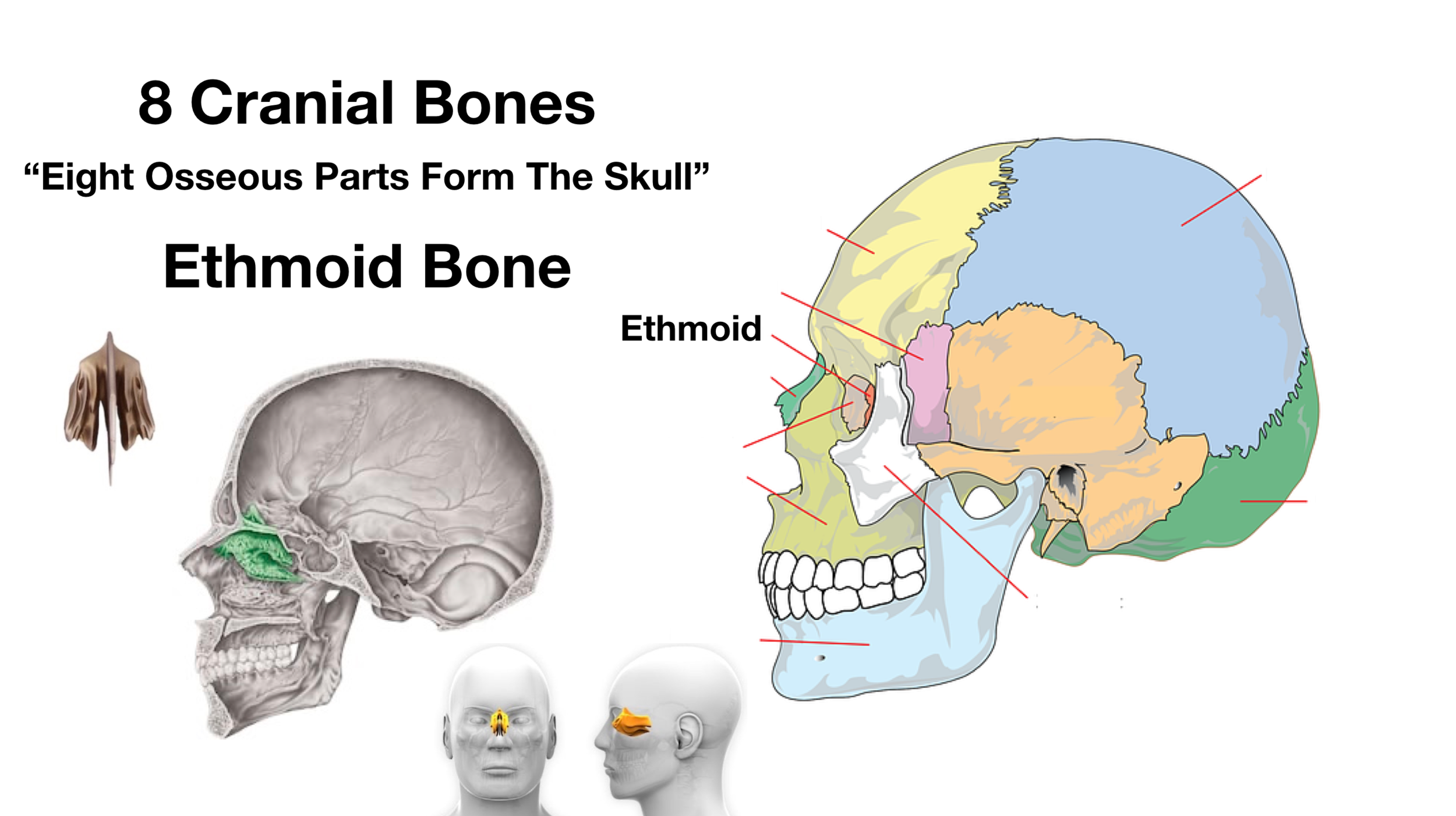 Cranial Bone, Overview, Structure & Functions