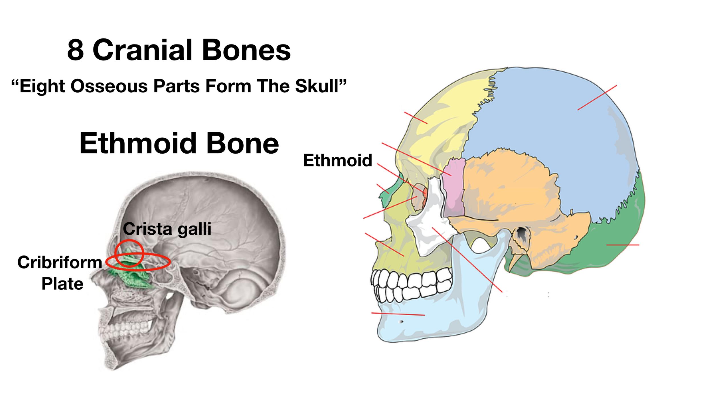 Skull Anatomy - Cranial Bone and Suture Labeled Diagram, Names