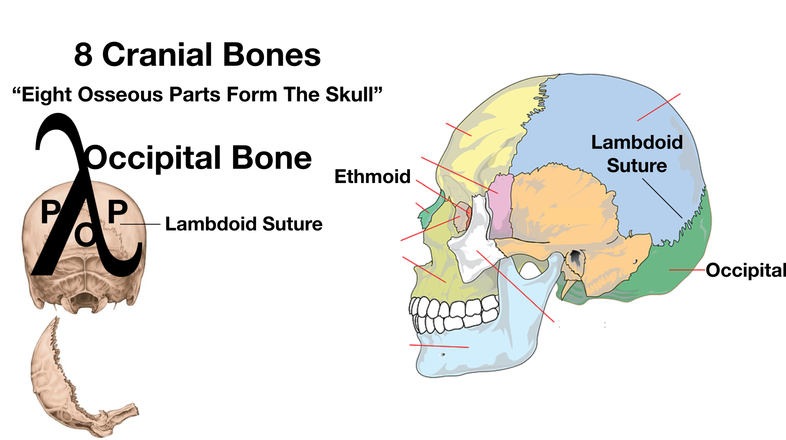 Skull Anatomy Cranial Bone And Suture Labeled Diagram Names Mnemonic Ezmed