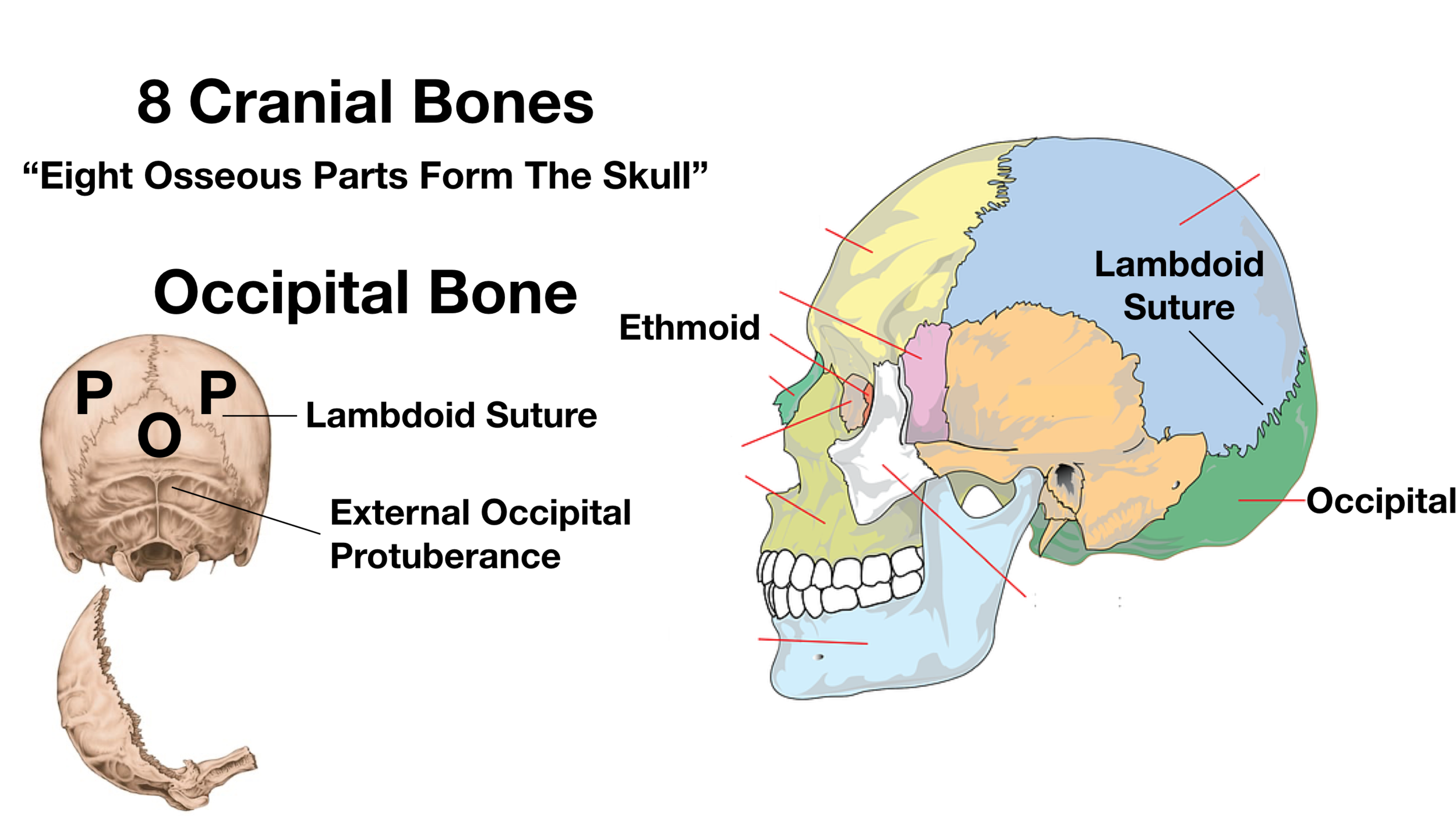 Skull Anatomy Cranial Bone And Suture Labeled Diagram Names