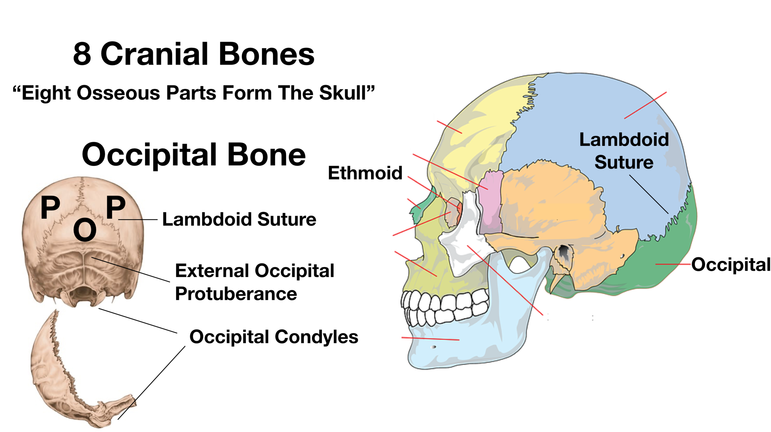 Skull Anatomy Cranial Bone And Suture Labeled Diagram Names