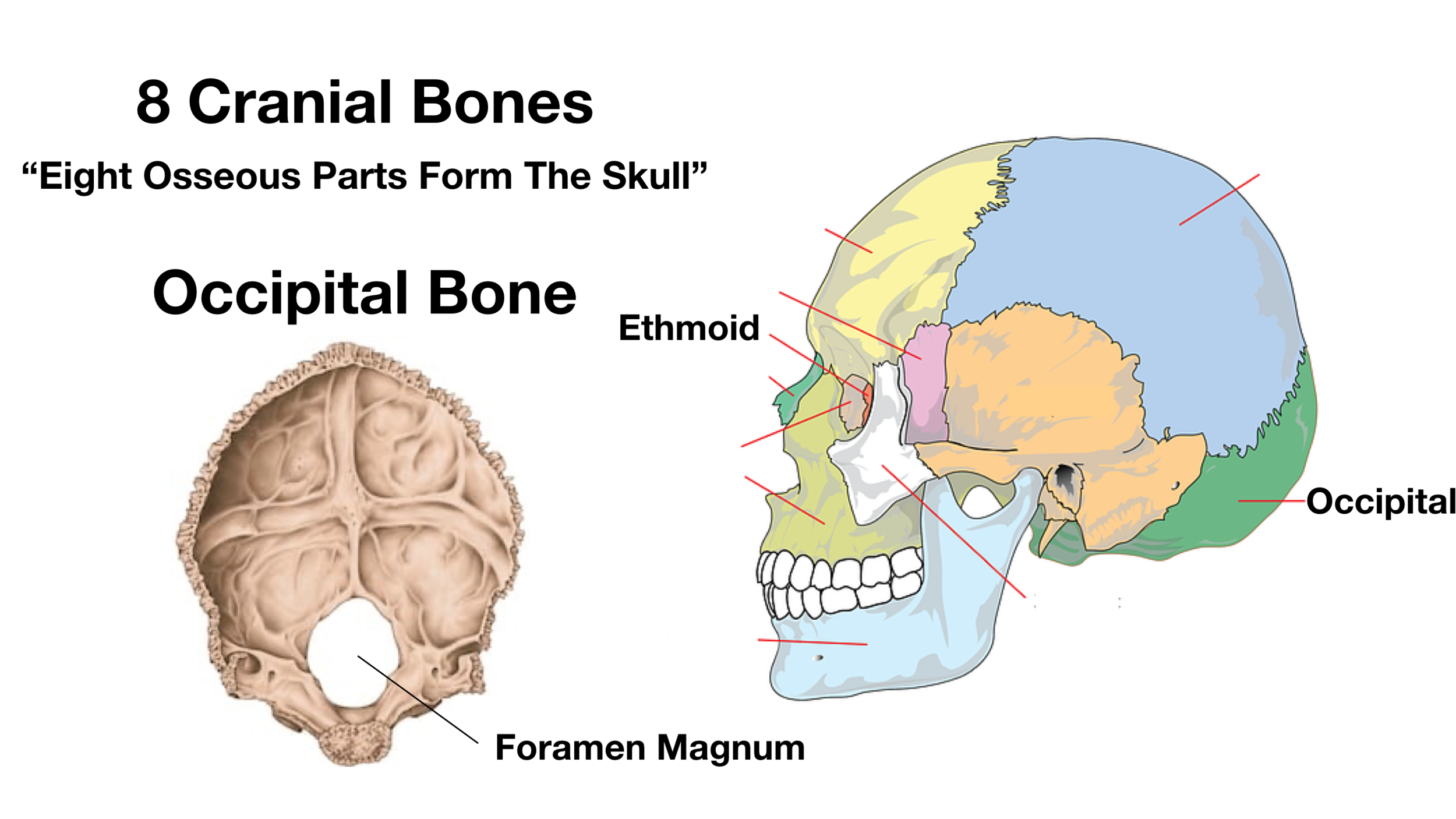 Skull Anatomy Cranial Bone And Suture Labeled Diagram Names Mnemonic Ezmed