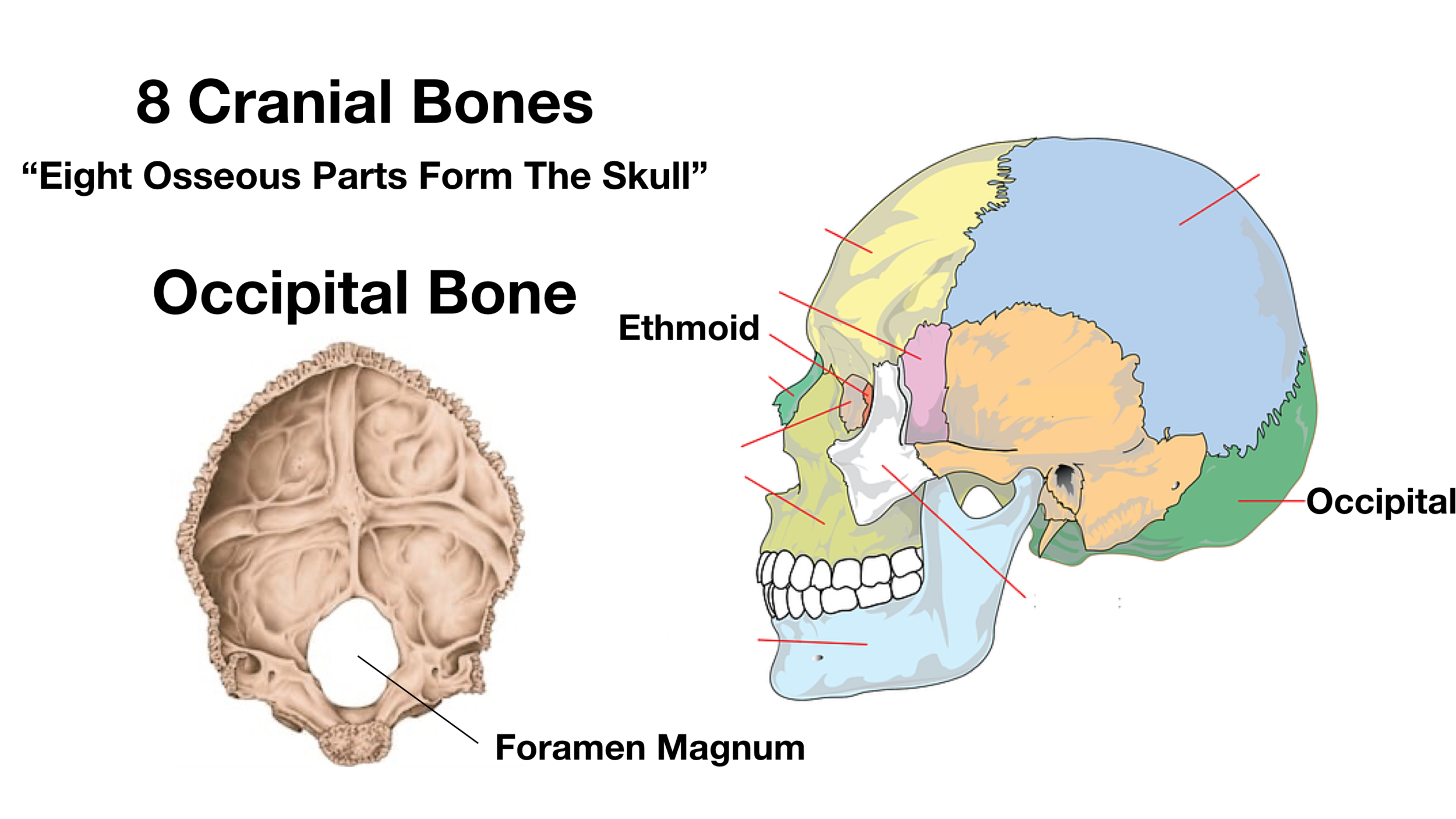 Skull Anatomy Cranial Bone And Suture Labeled Diagram Names