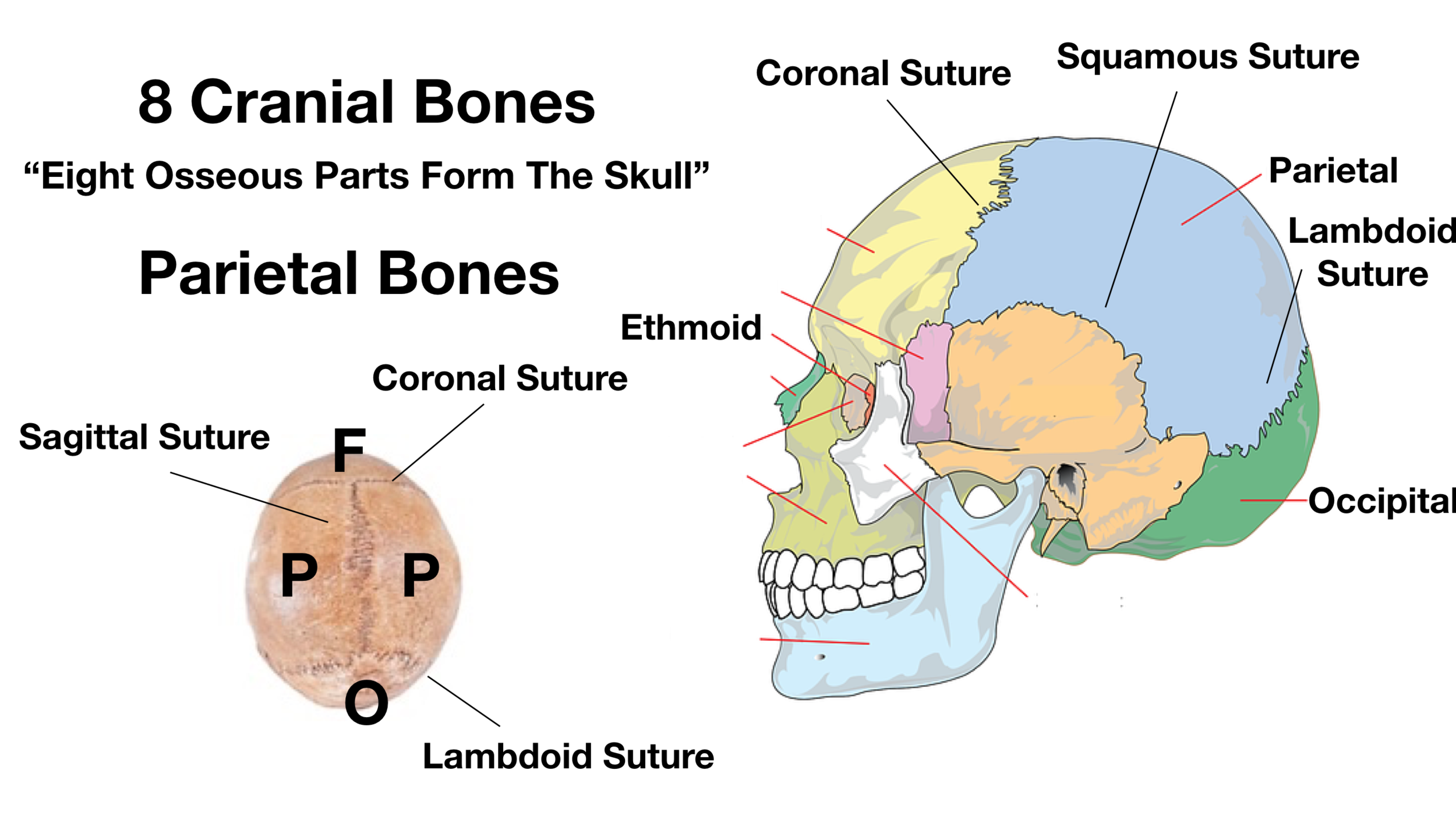 sagittal suture