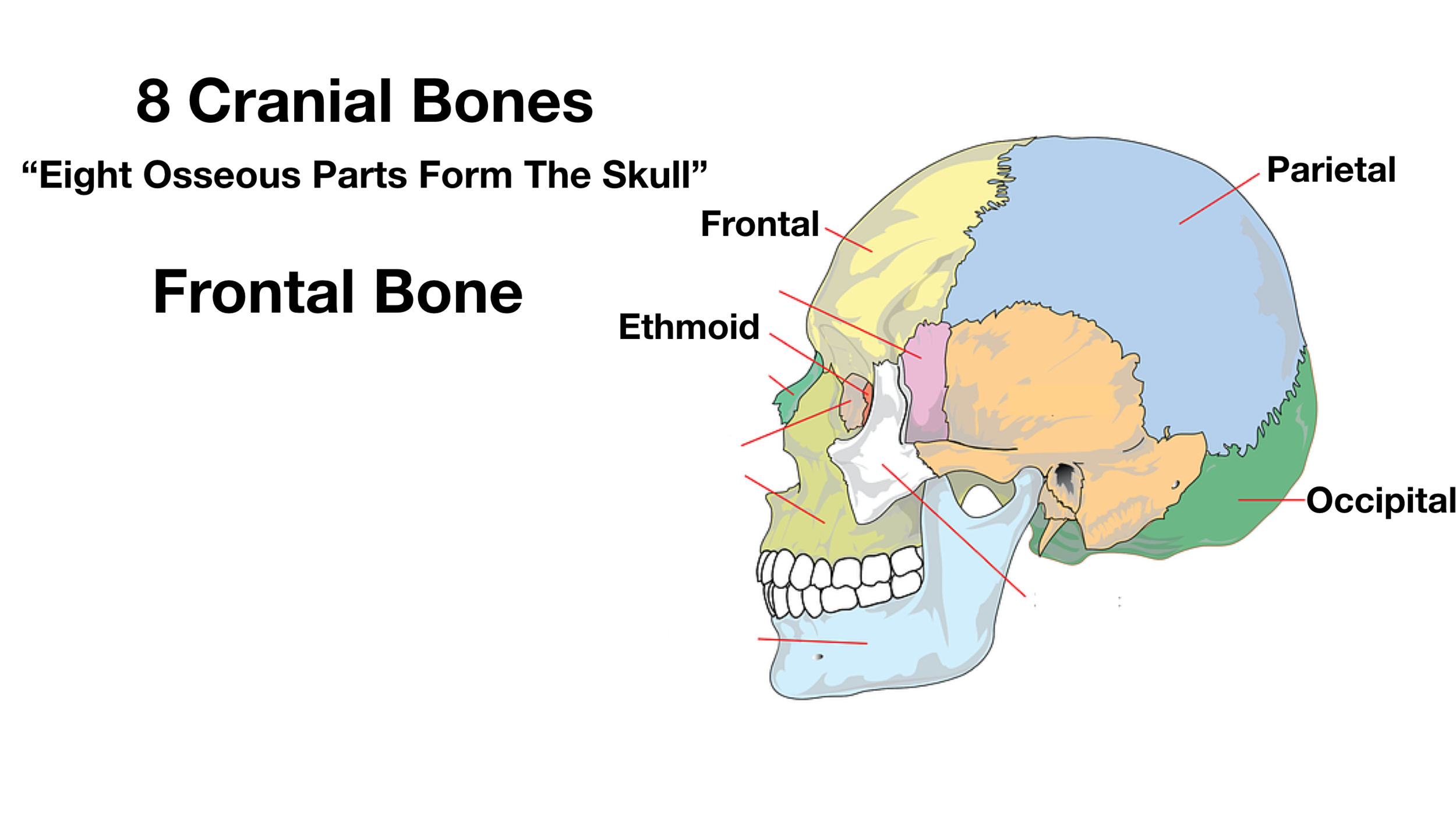 Bones Of The Skull –