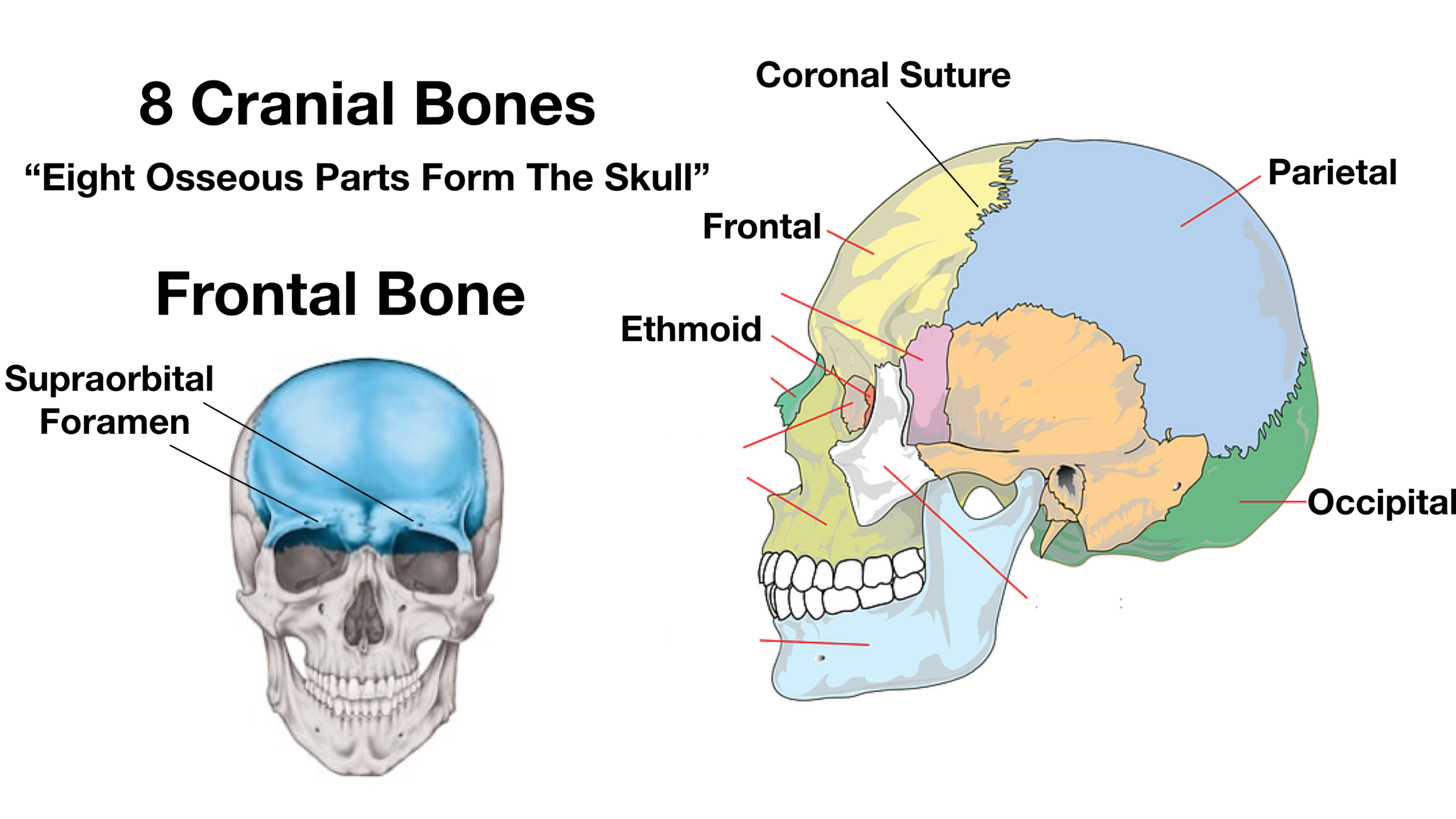 Skull bones and features 1