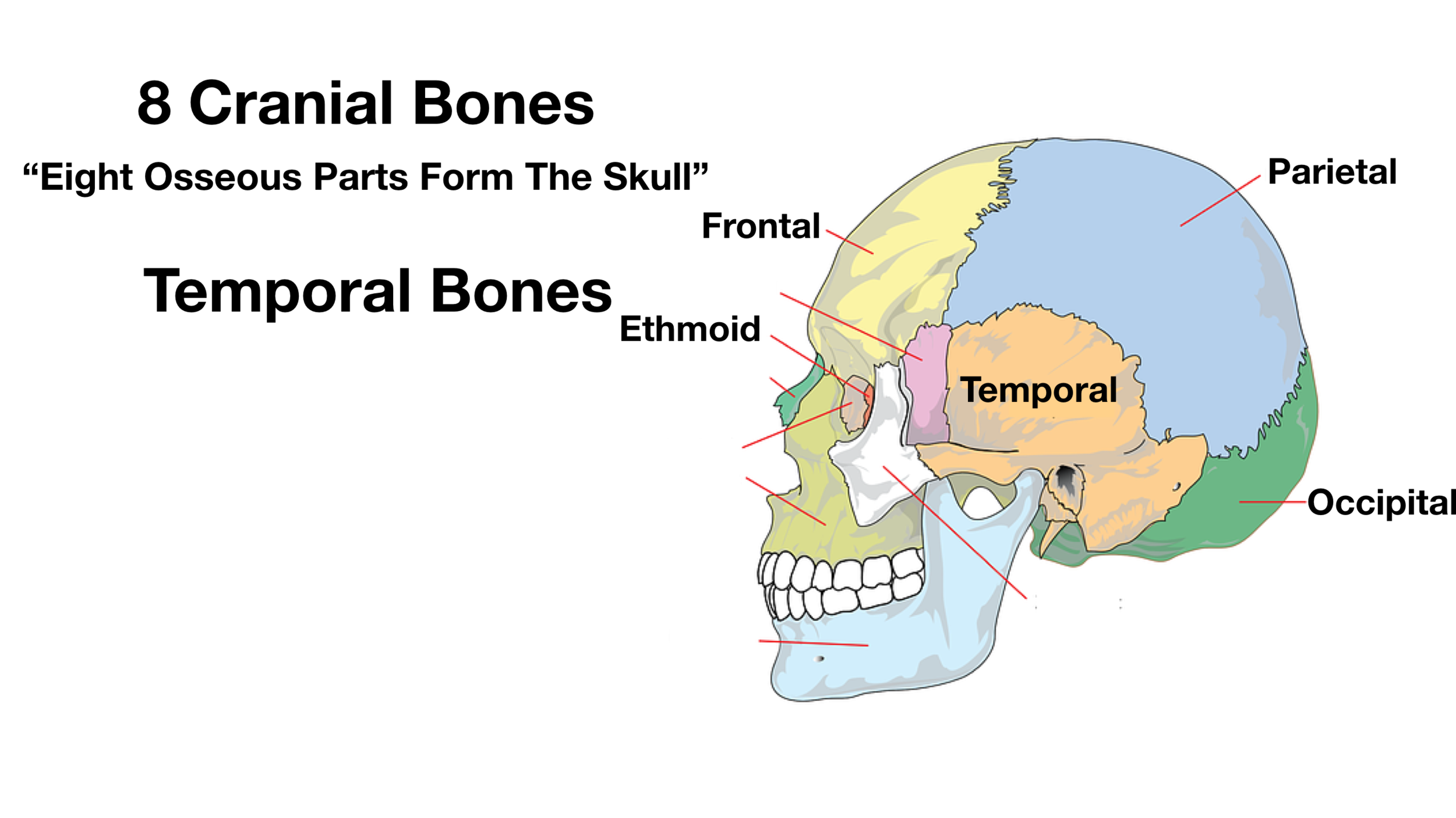 Skull Anatomy - Cranial Bone and Suture Labeled Diagram, Names