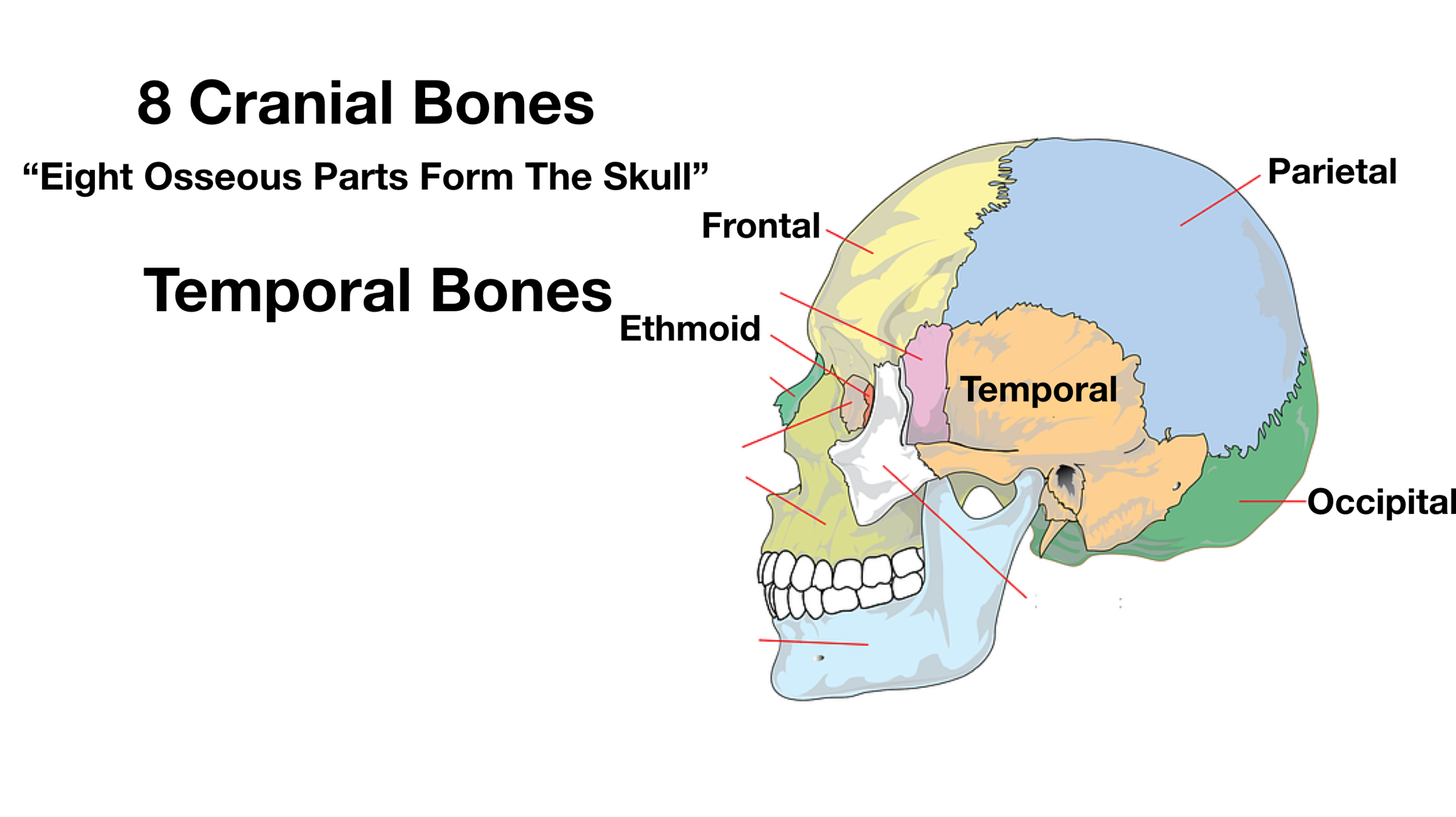 Skull Anatomy - Cranial Bone and Suture Labeled Diagram, Names, Mnemonic —  EZmed