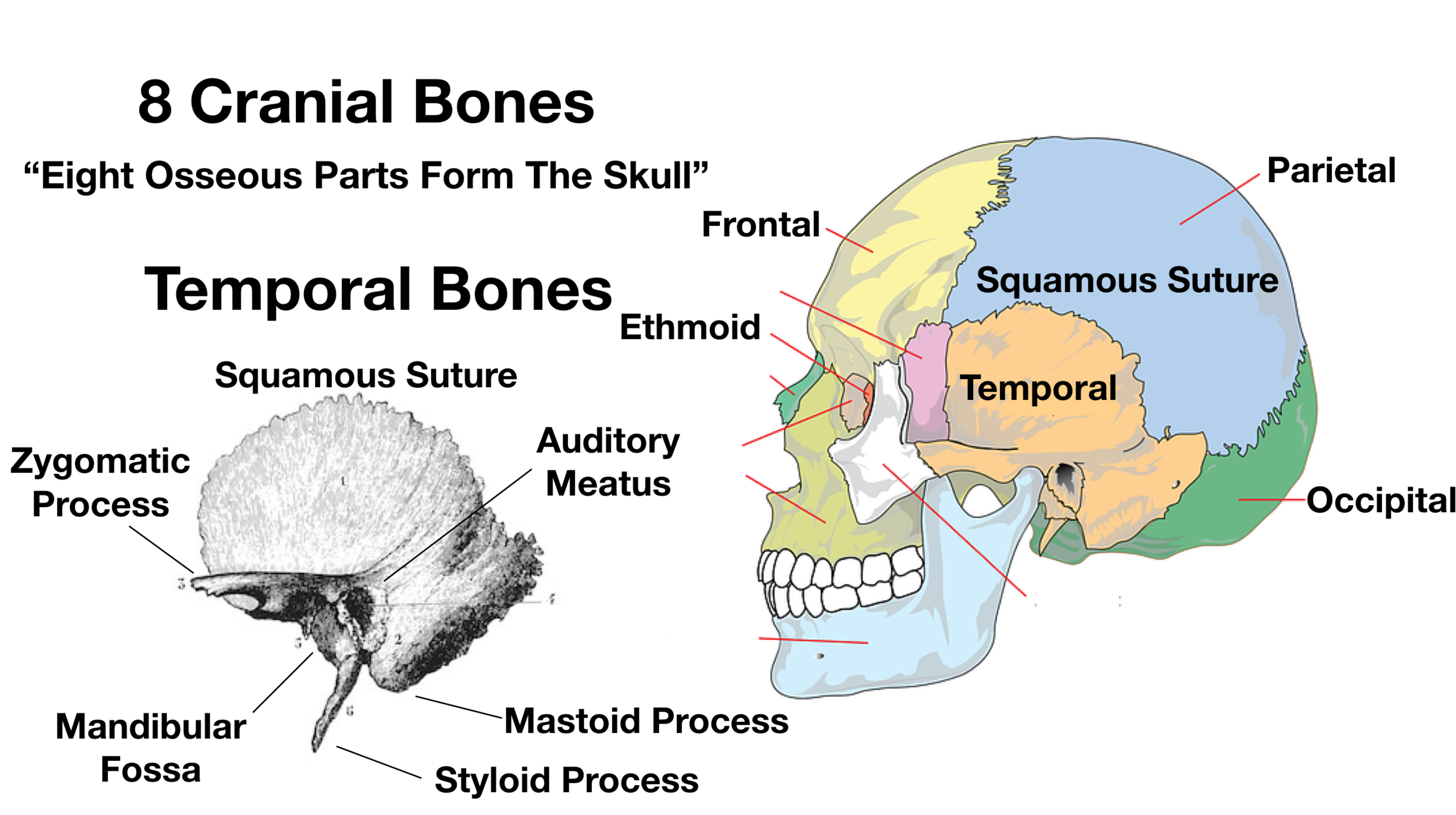Skull Sutures Labeled