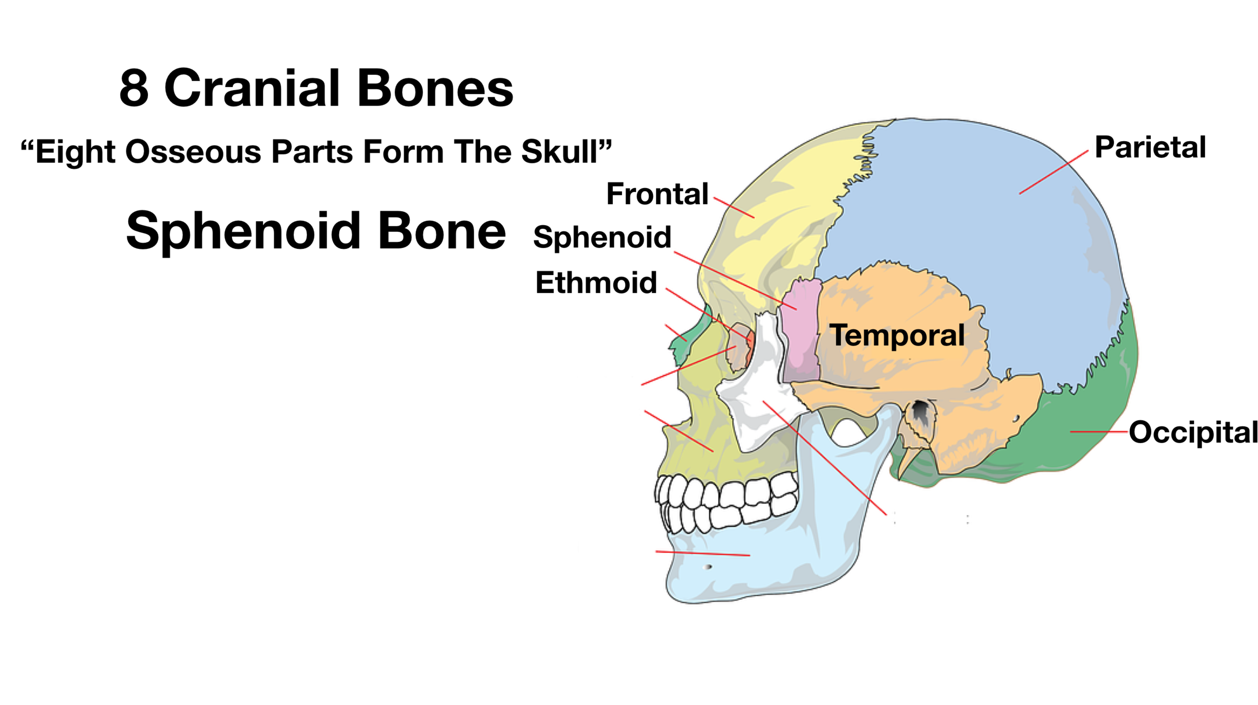 sphenoid bone location