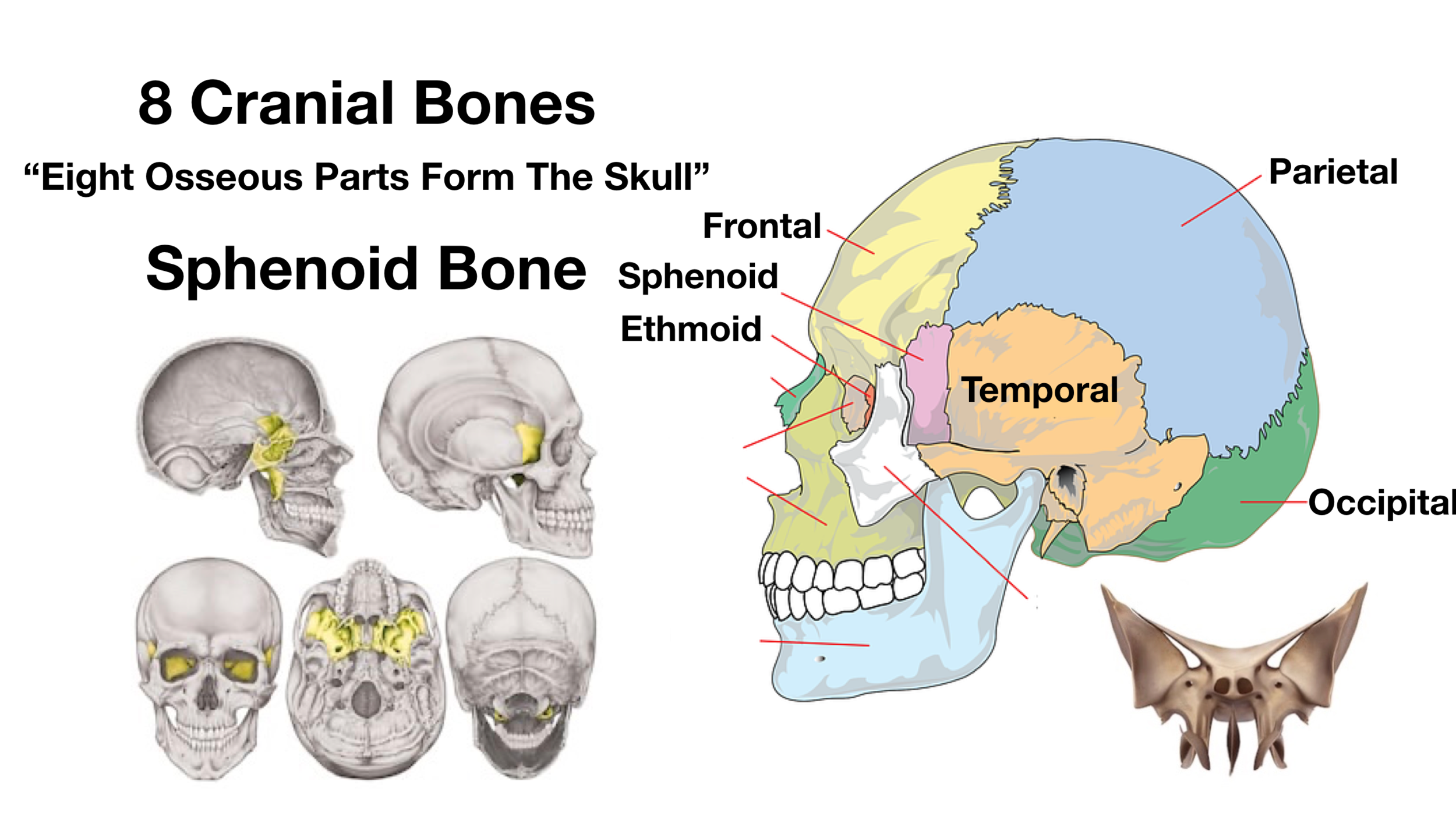 Skull Bones Mnemonic (Cranial and Facial Bones)