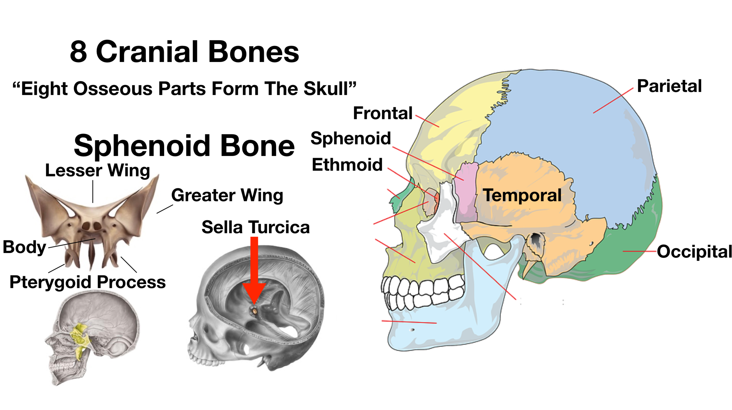 Skull Anatomy Cranial Bone And Suture Labeled Diagram Names Mnemonic — Ezmed 