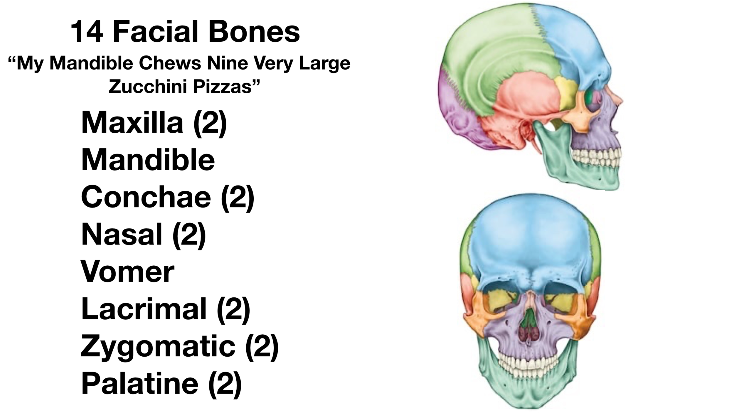 Bones of the Skull - Structure - Fractures - TeachMeAnatomy