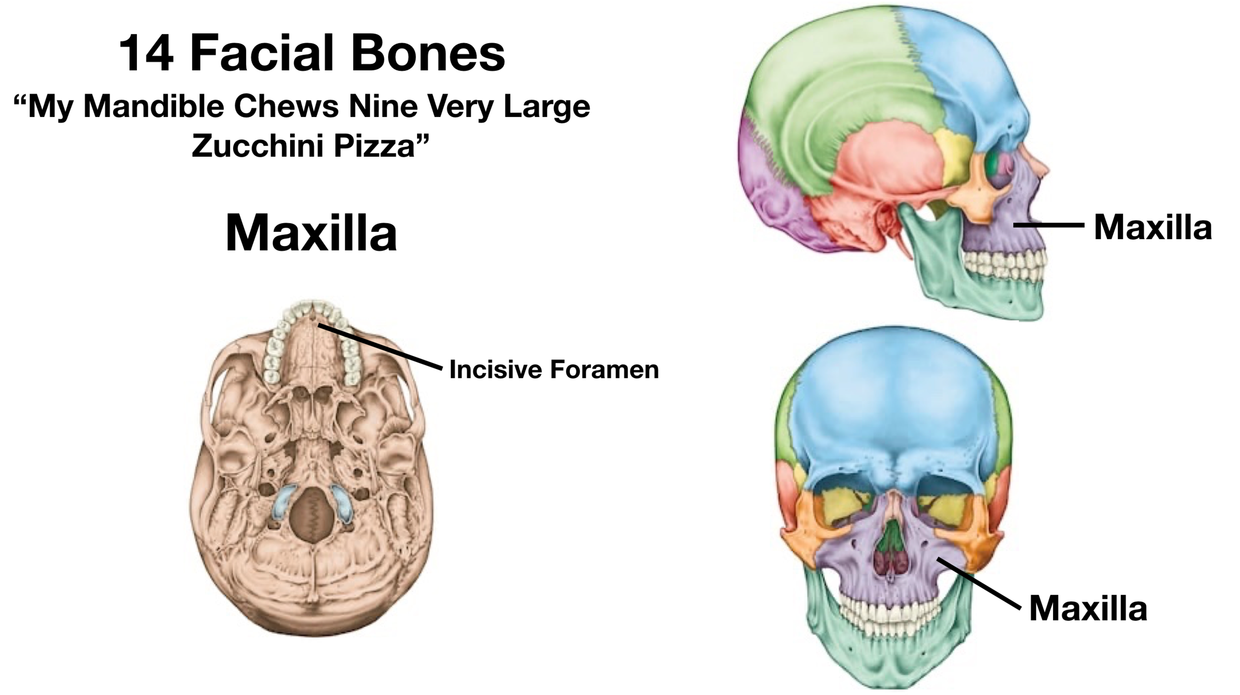 The Skull Bones - Orbital View