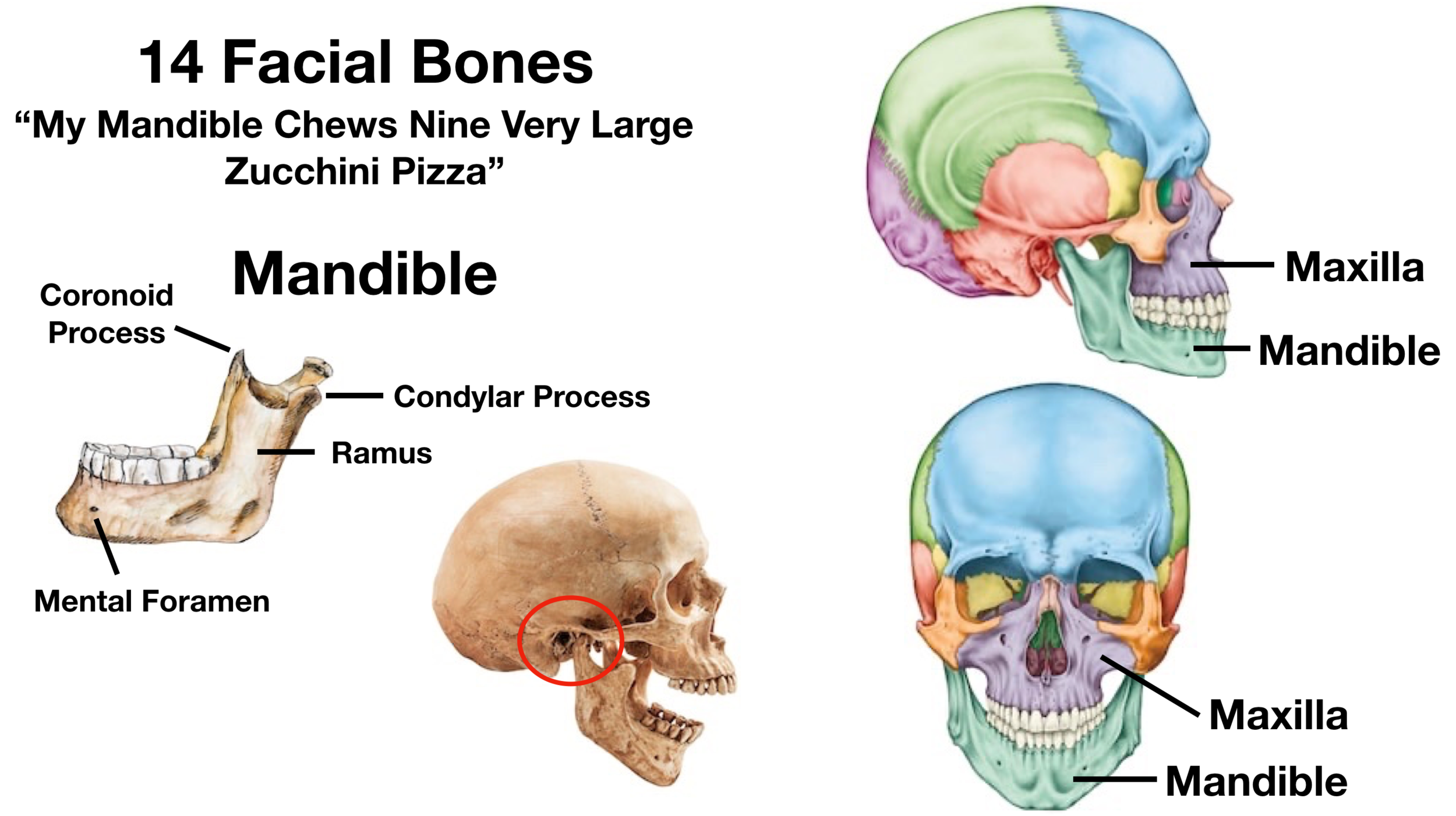 Maxillary Process Of Zygomatic Bone