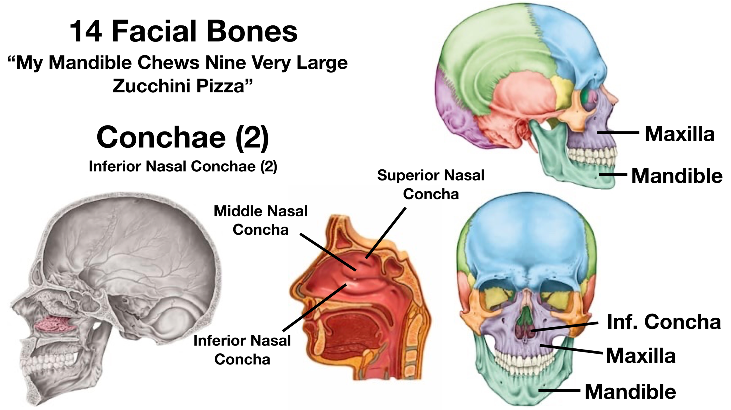 temporal bone function