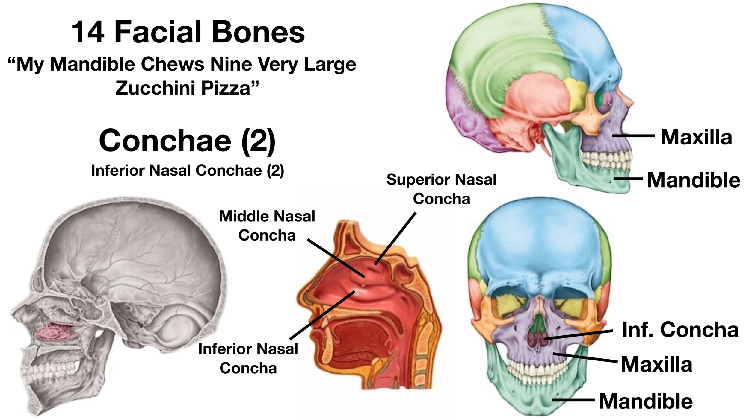 Skull Anatomy - Cranial Bone and Suture Labeled Diagram, Names, Mnemonic —  EZmed