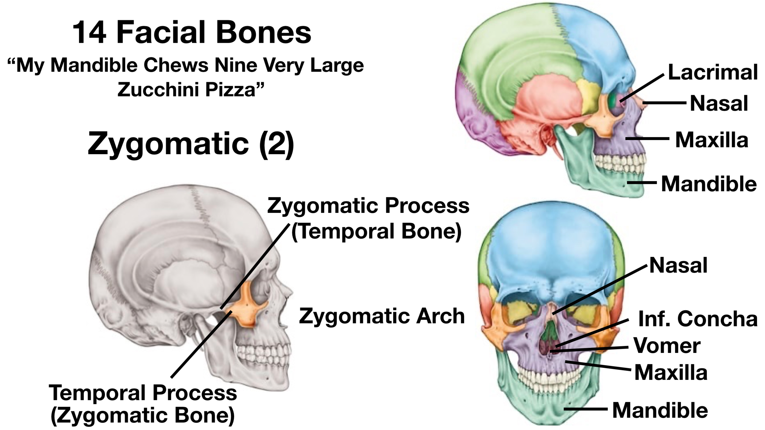 Skull Anatomy - Cranial Bone and Suture Labeled Diagram, Names, Mnemonic —  EZmed