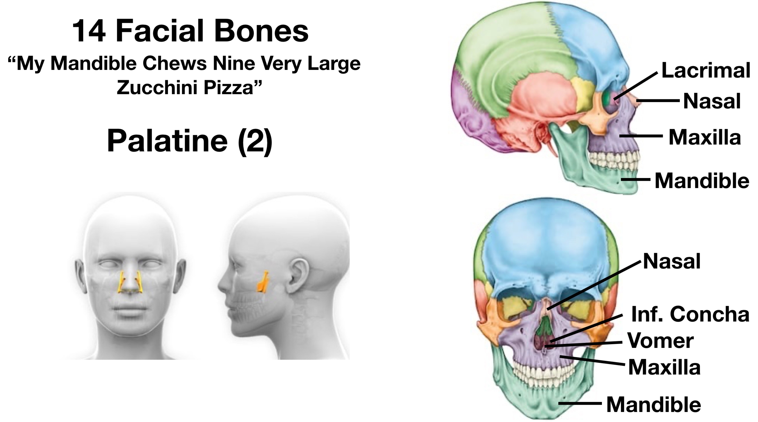 Skull Anatomy - Cranial Bone and Suture Labeled Diagram, Names, Mnemonic —  EZmed