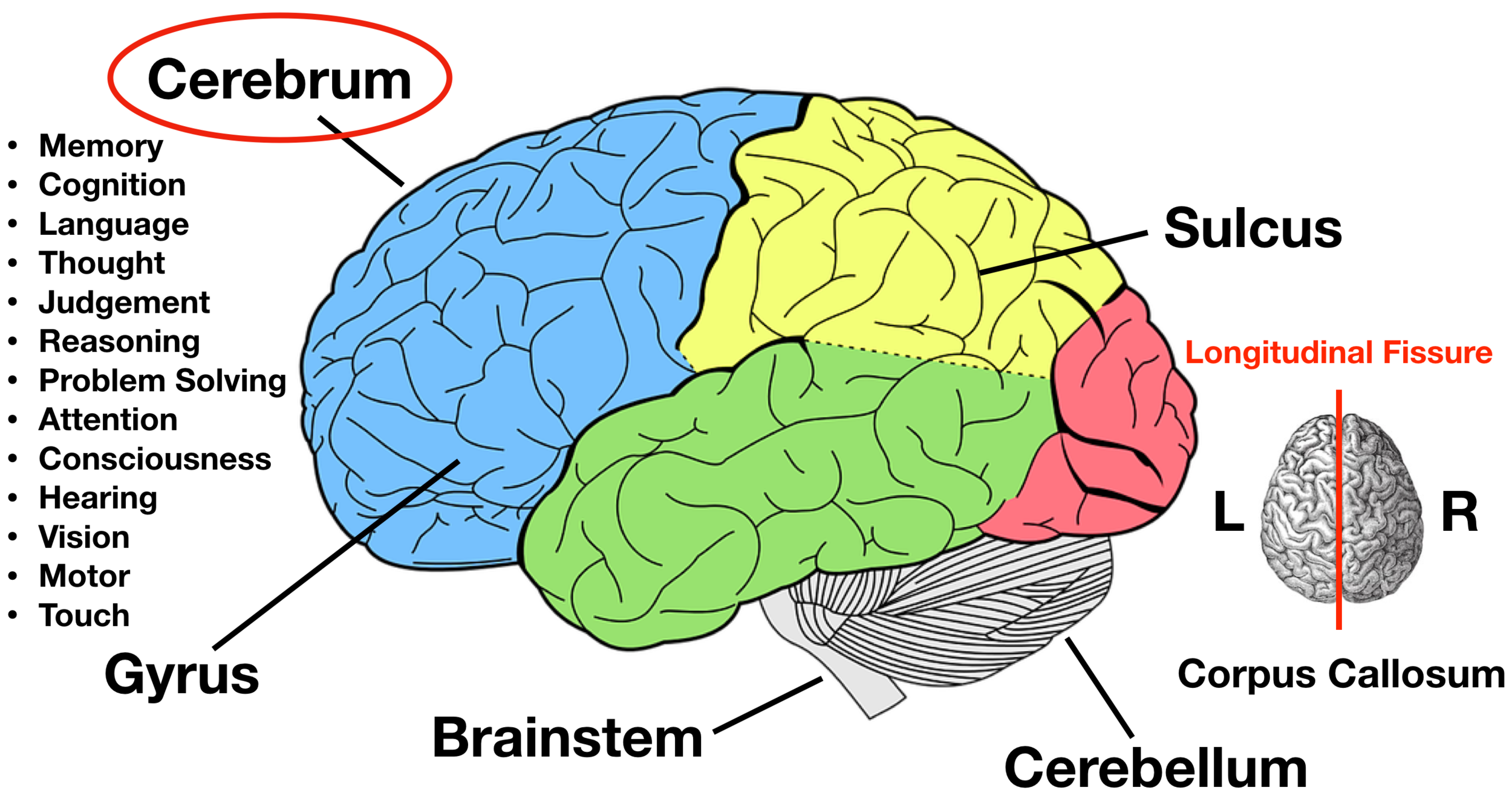 Label Picture Of The Brain