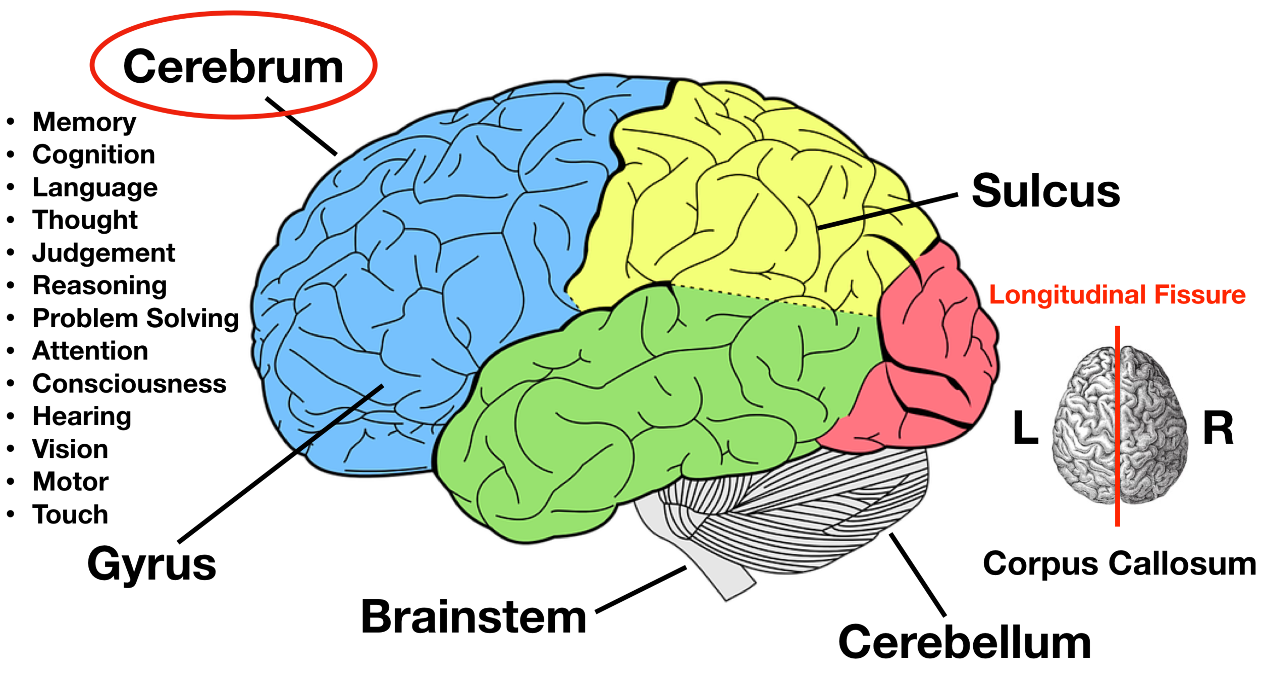 A Diagram Of The Parts Of The Cerebrum Brain Anatomy Brain Lobes ...