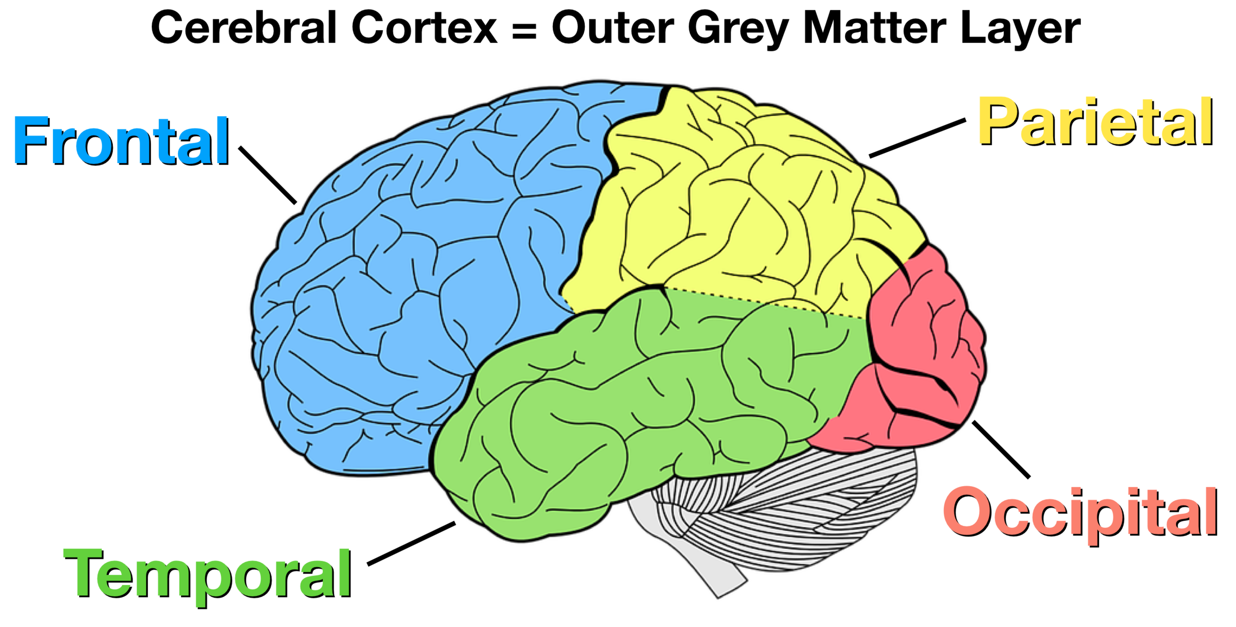 35 4a Brain Cerebral Cortex And Brain Lobes Biology L - vrogue.co