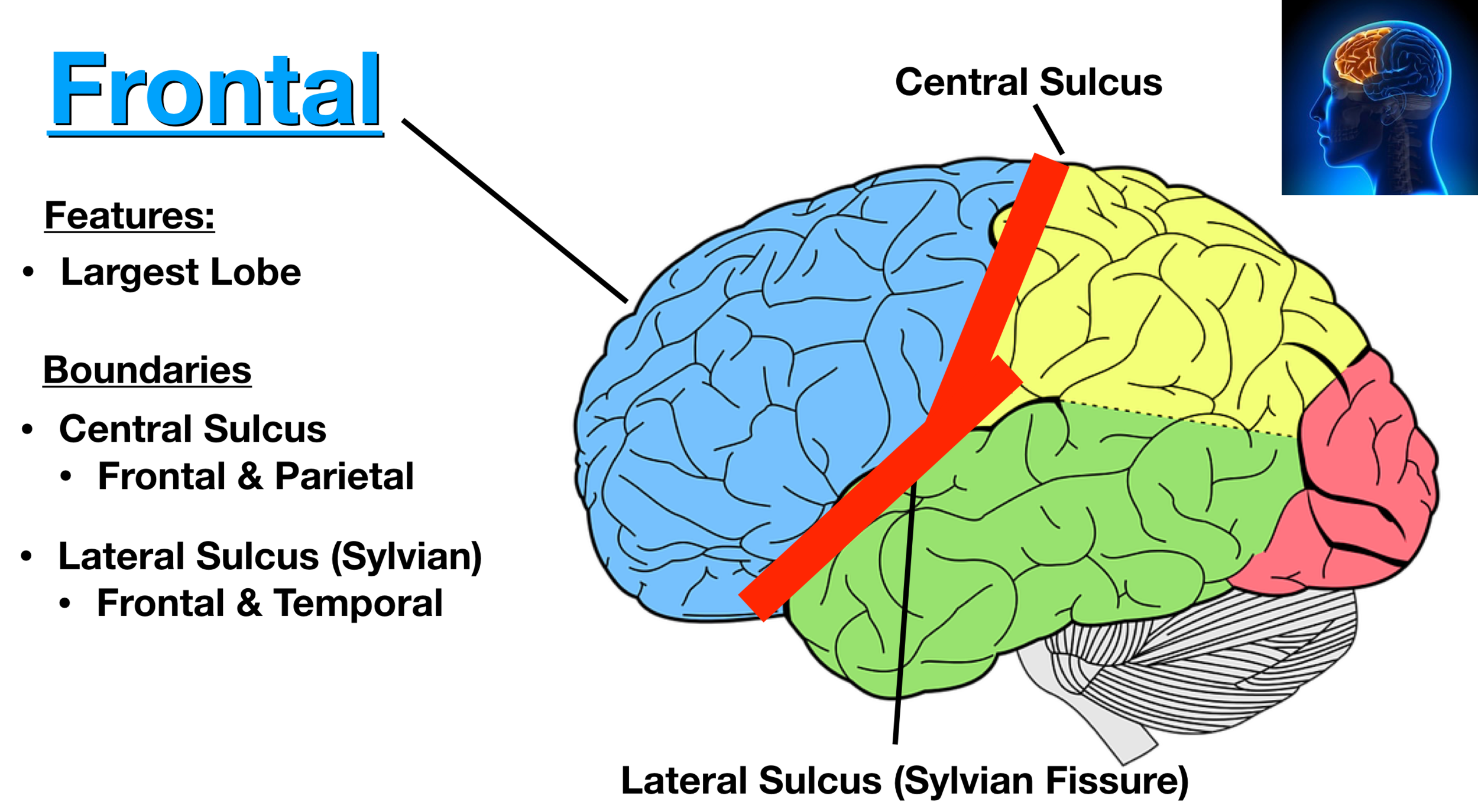 Brain name