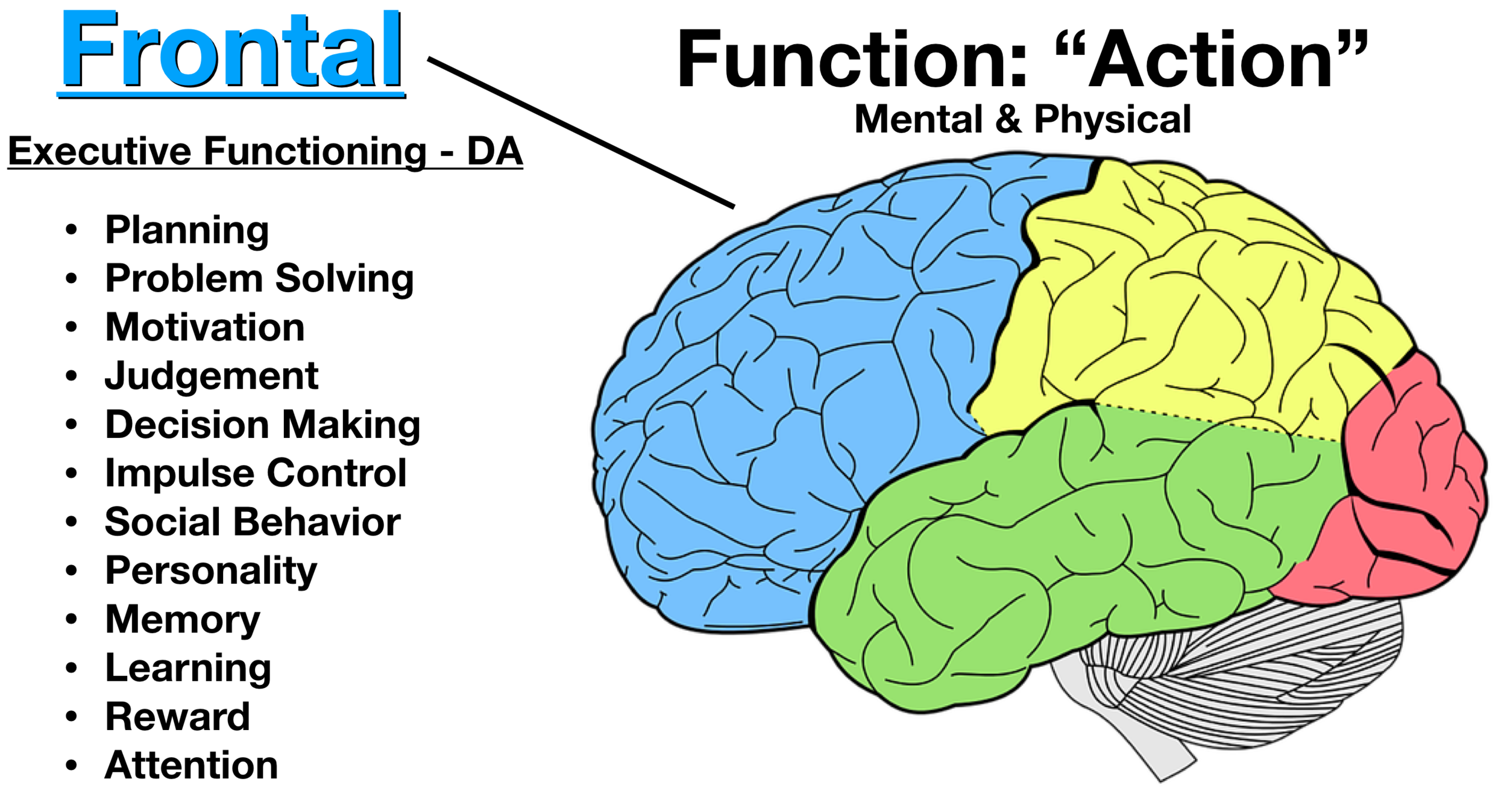 which part of the brain is responsible for problem solving