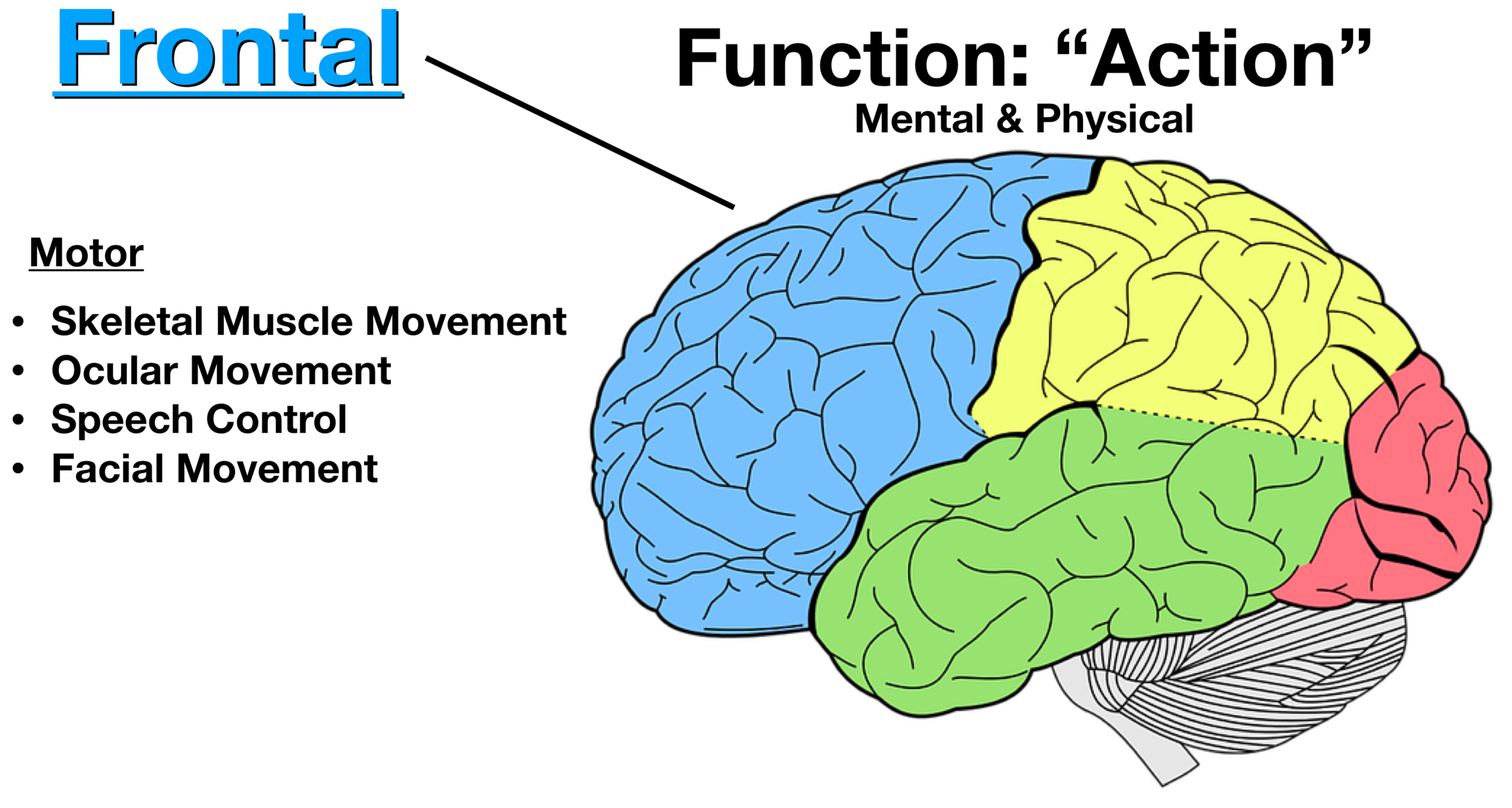 Cerebral Cortex: Anatomy  Concise Medical Knowledge