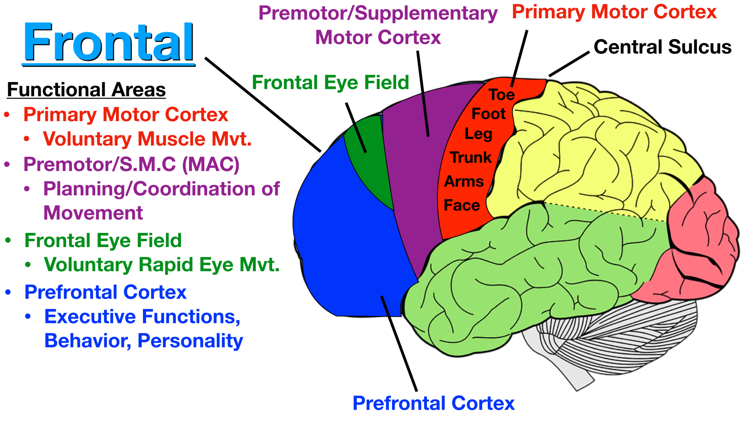 Lobes of the Brain: Cerebral Cortex Anatomy, Function, Labeled