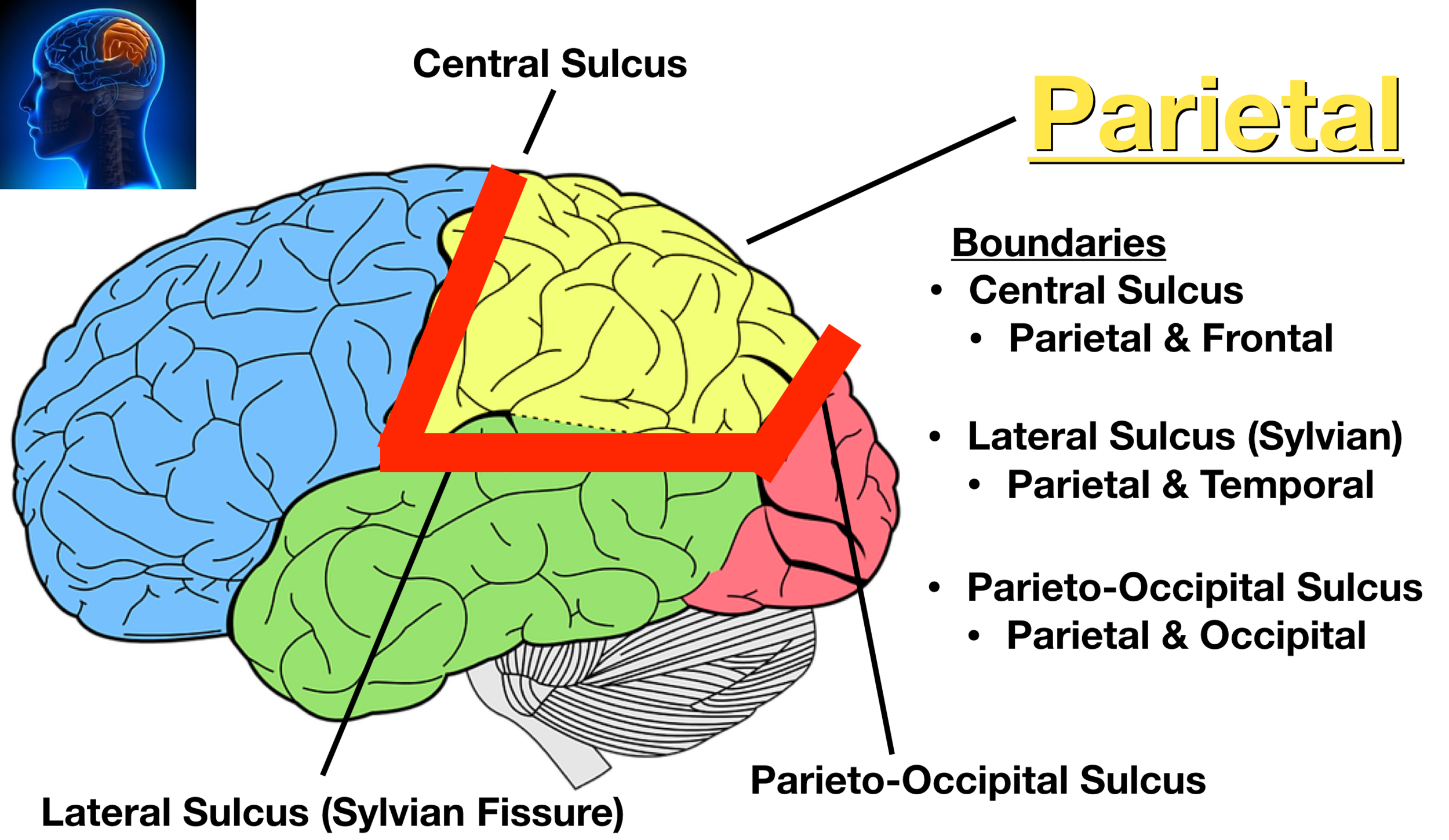 Lateral Fissure Brain