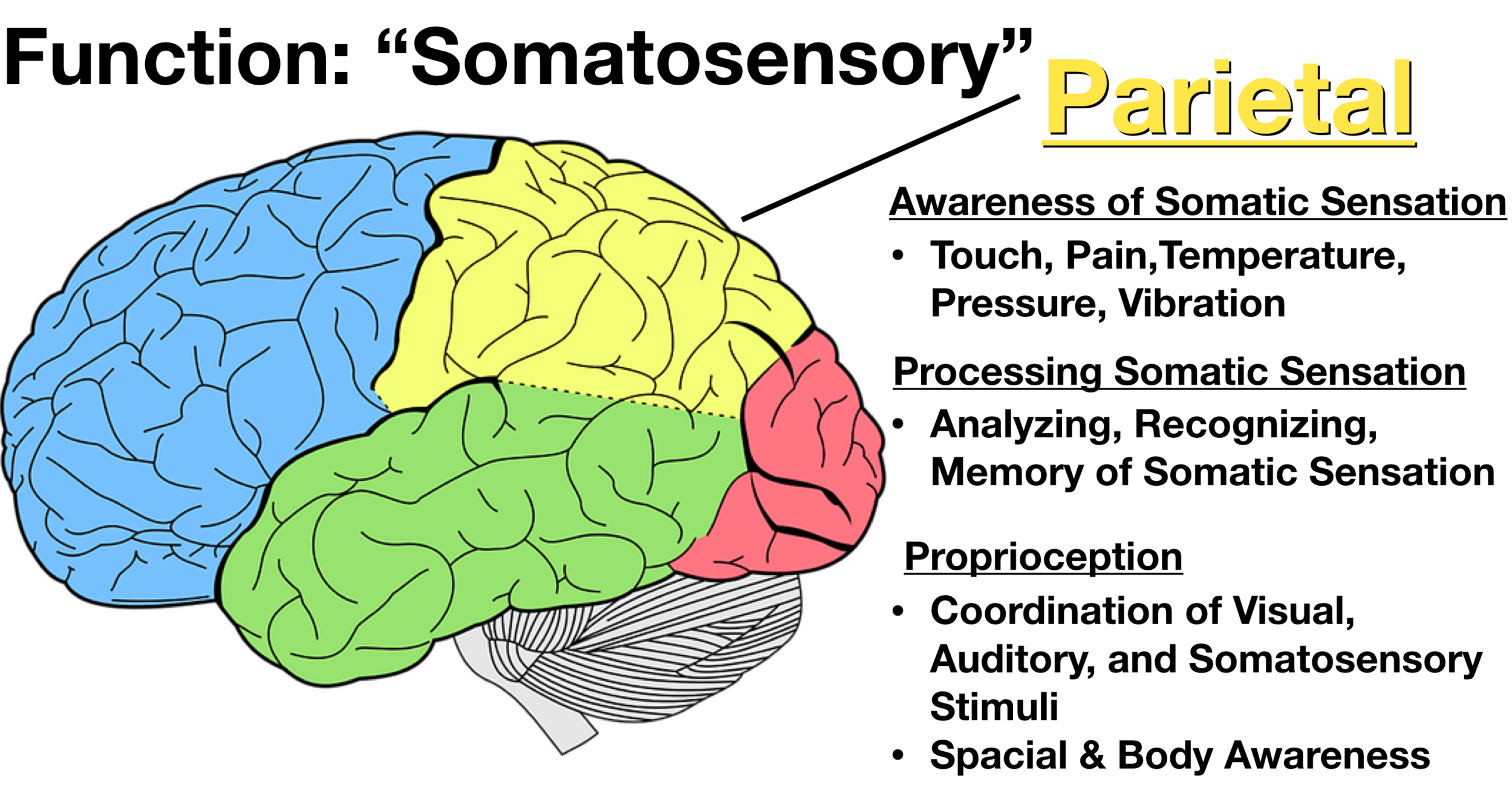 Parietal Lobe: What It Is, Function, Location & Damage