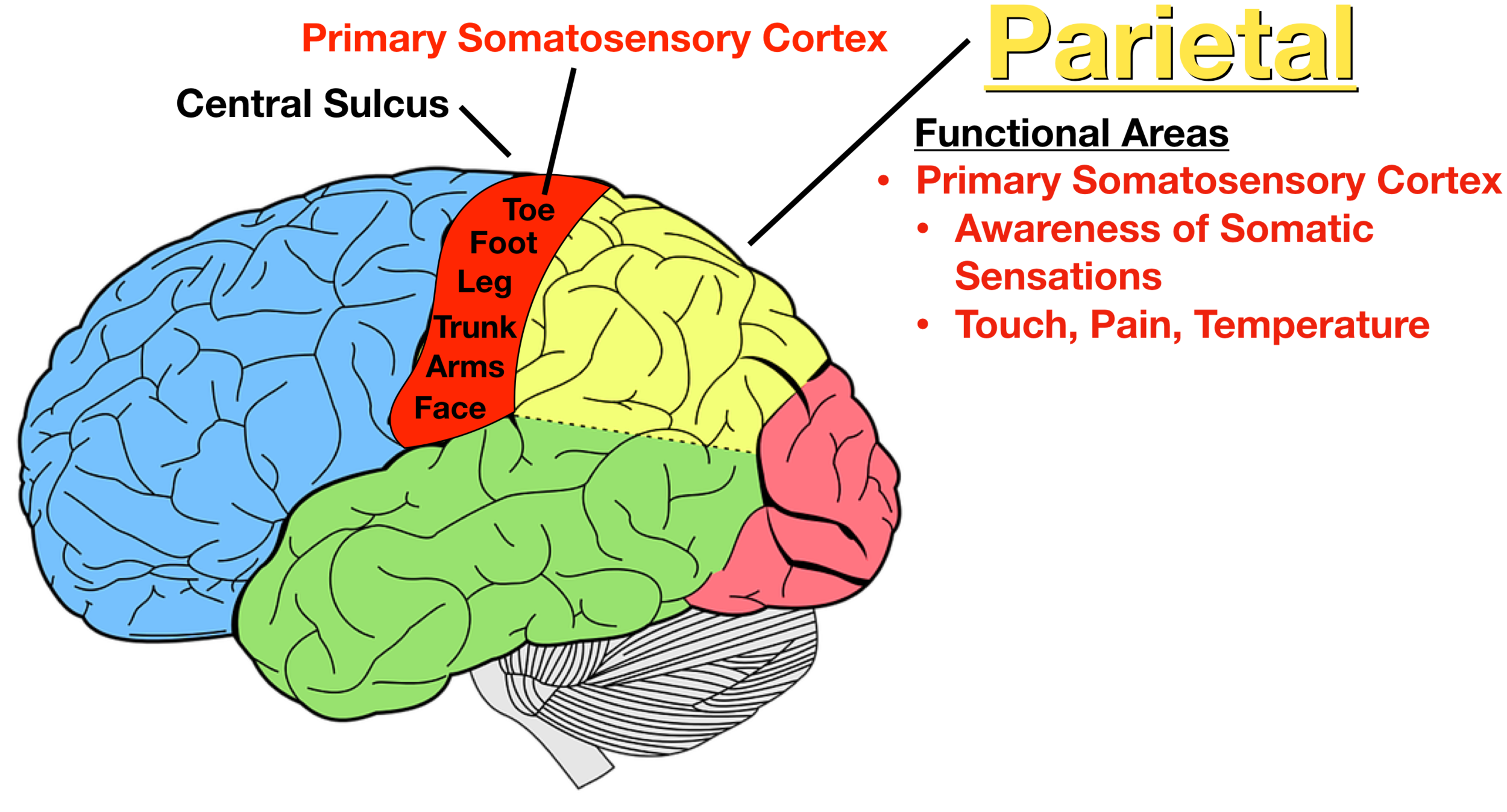 Where Is The Somatosensory Cortex Located In The Brain - Infoupdate.org