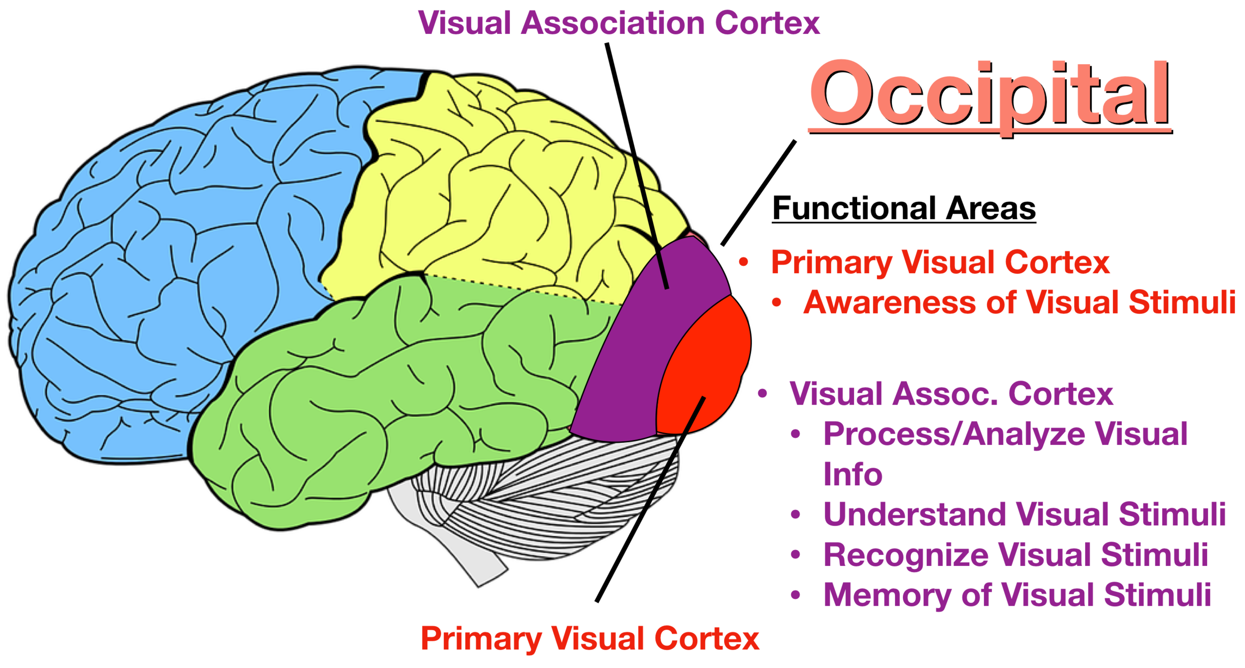 Know Your Brain: Cerebral Cortex