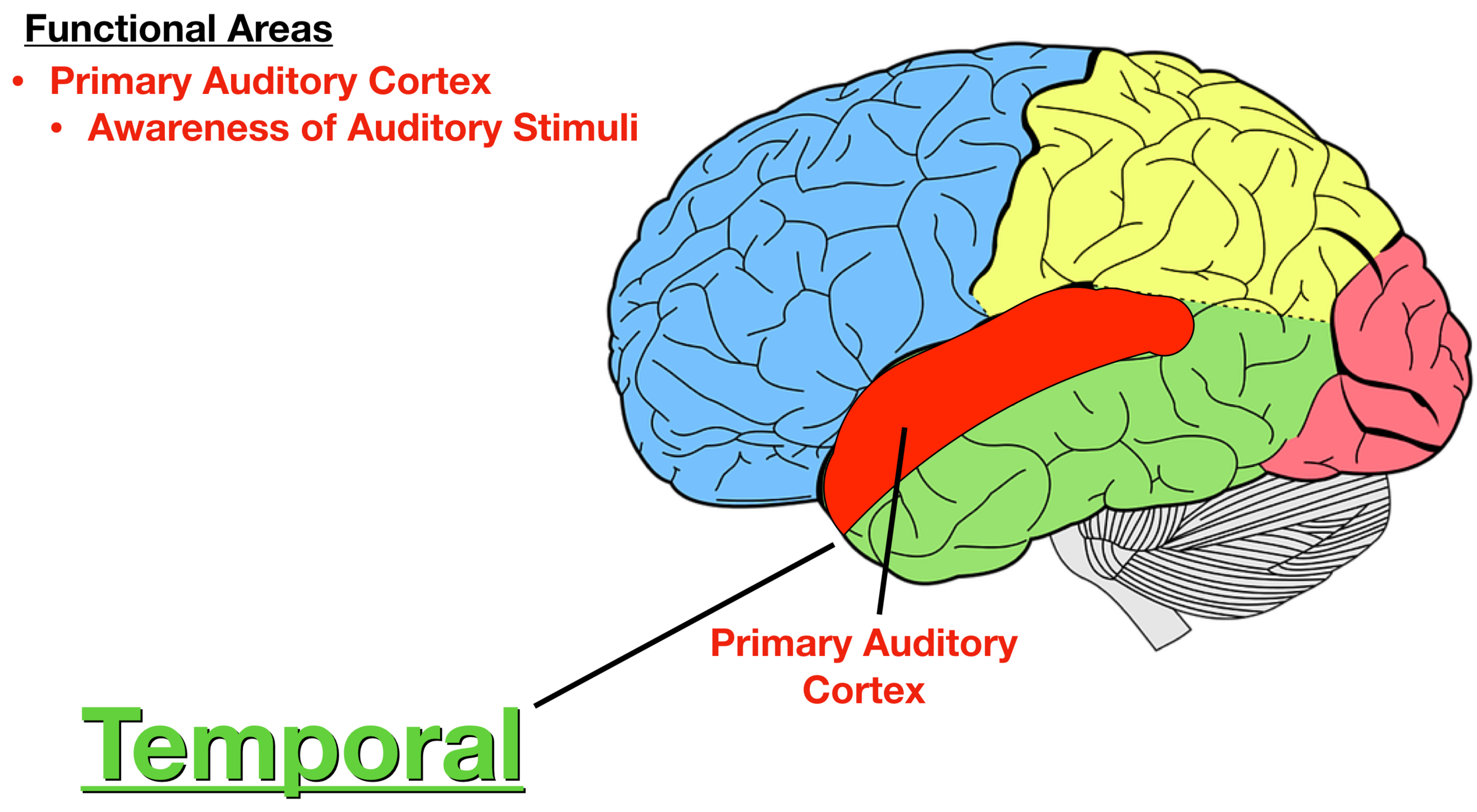 visual and auditory cortex function