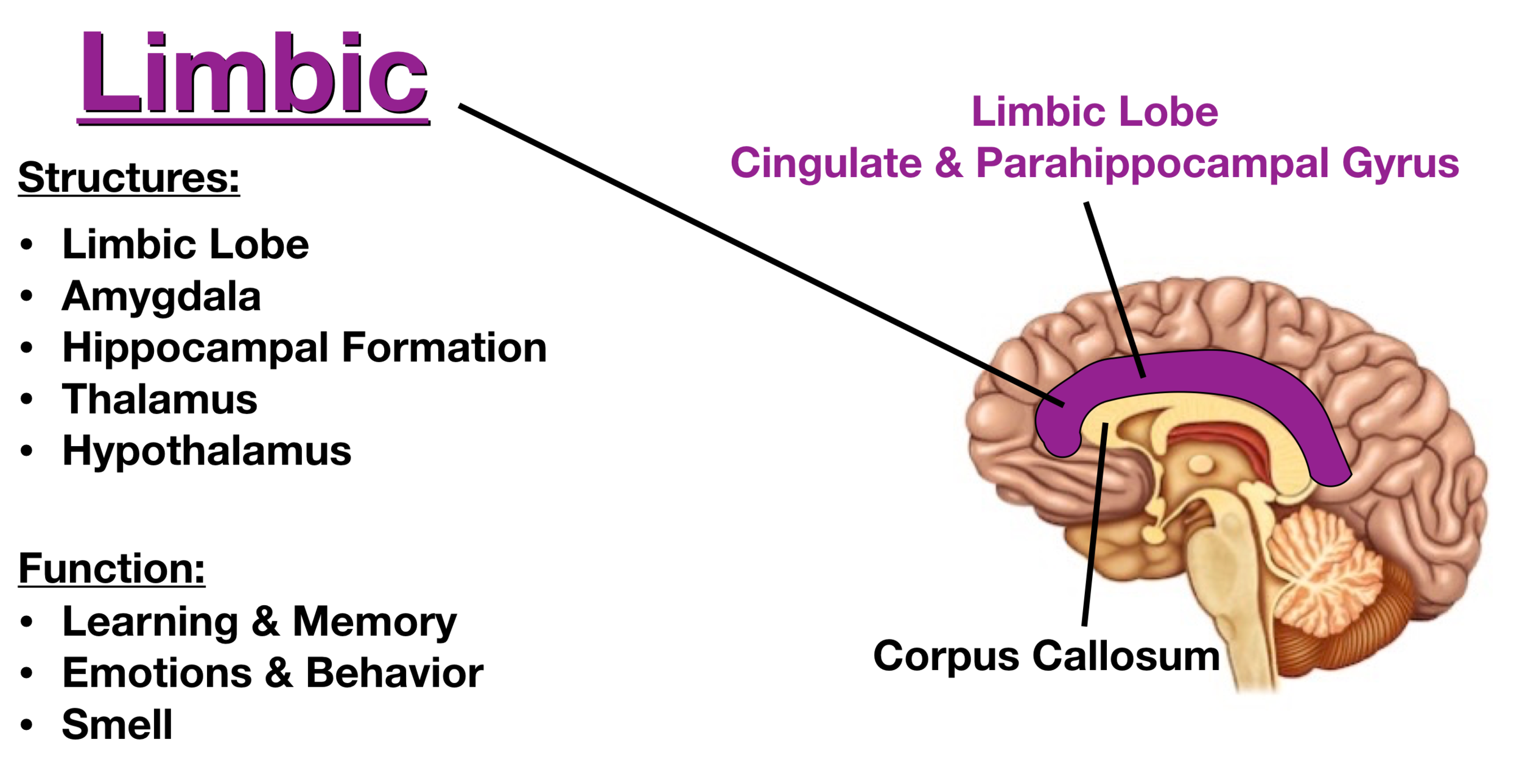 What Is The Limbic System? Definition, Parts, And Functions