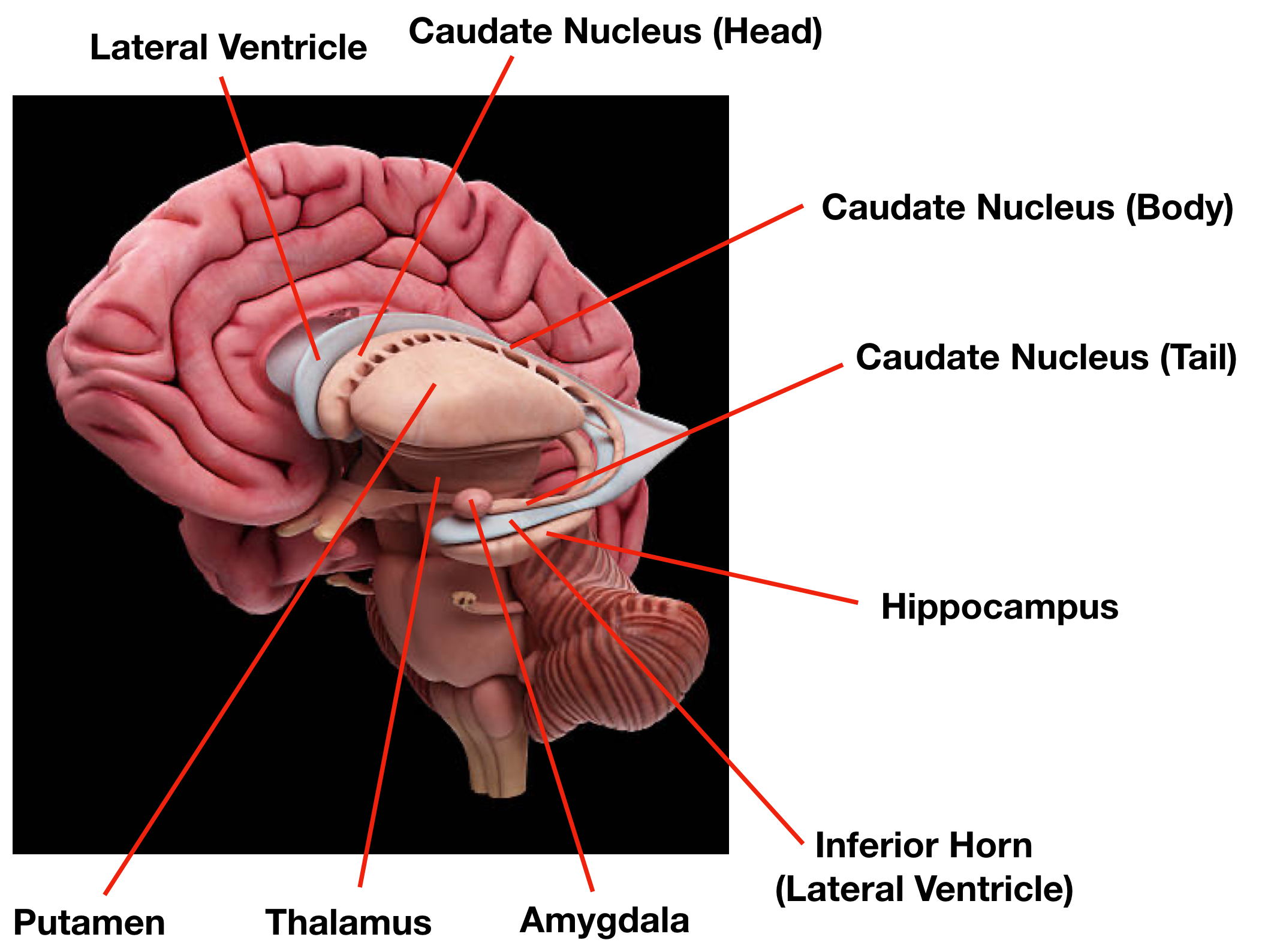 Ventricles Of The Brain Labeled Anatomy Function Csf Flow