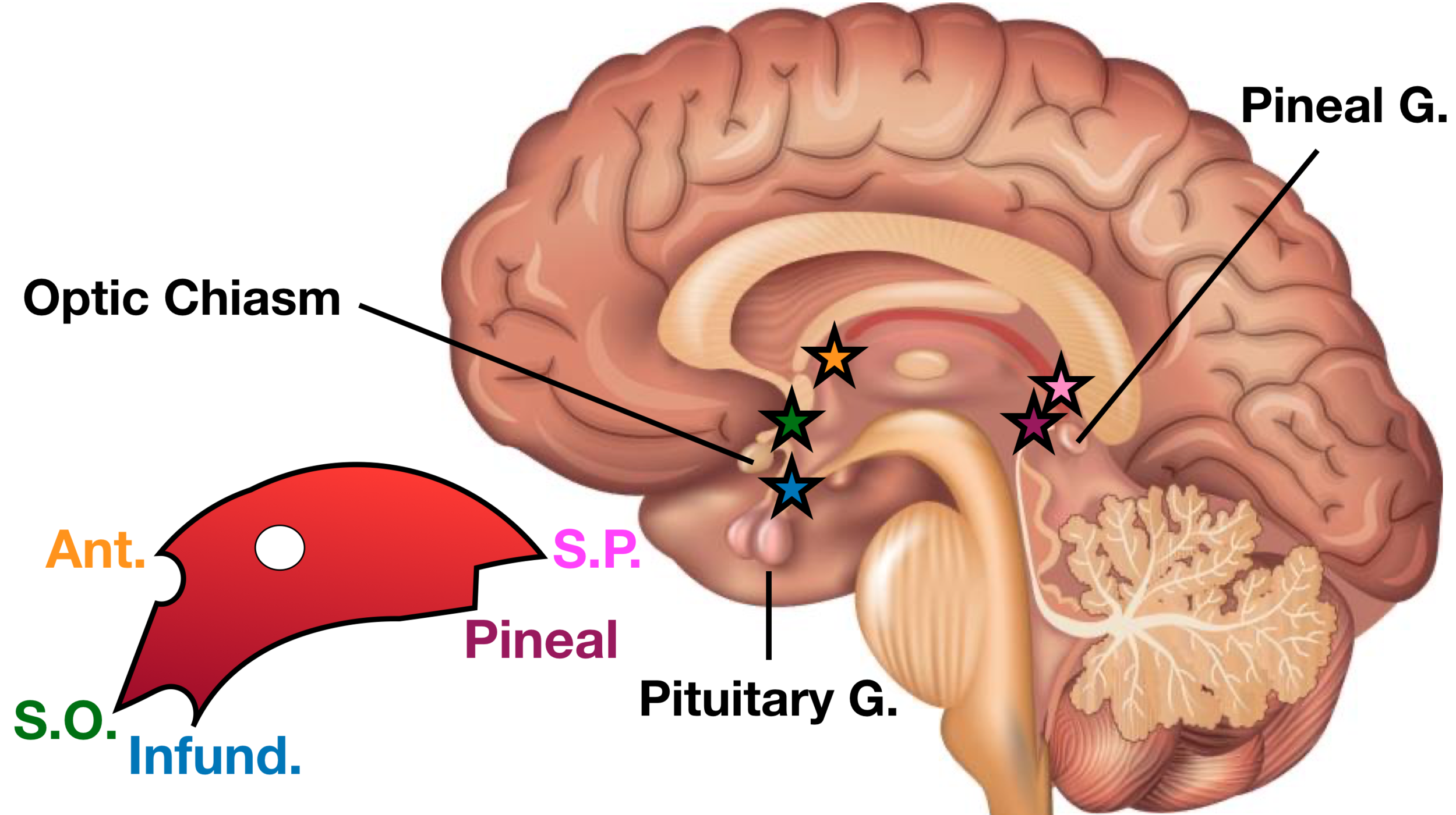 Ventricles of the Brain Labeled Anatomy, Function, CSF Flow