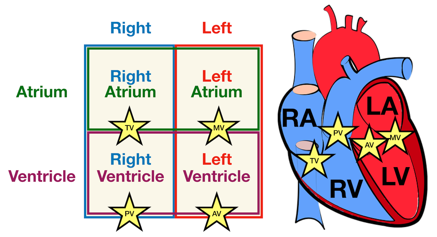 Heart Blood Flow | Simple Anatomy Diagram, Cardiac Circulation Pathway  Steps — EZmed