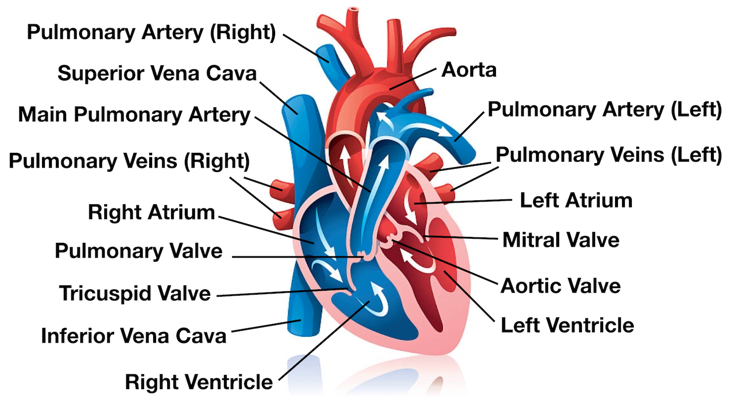 assignment on circulation of blood